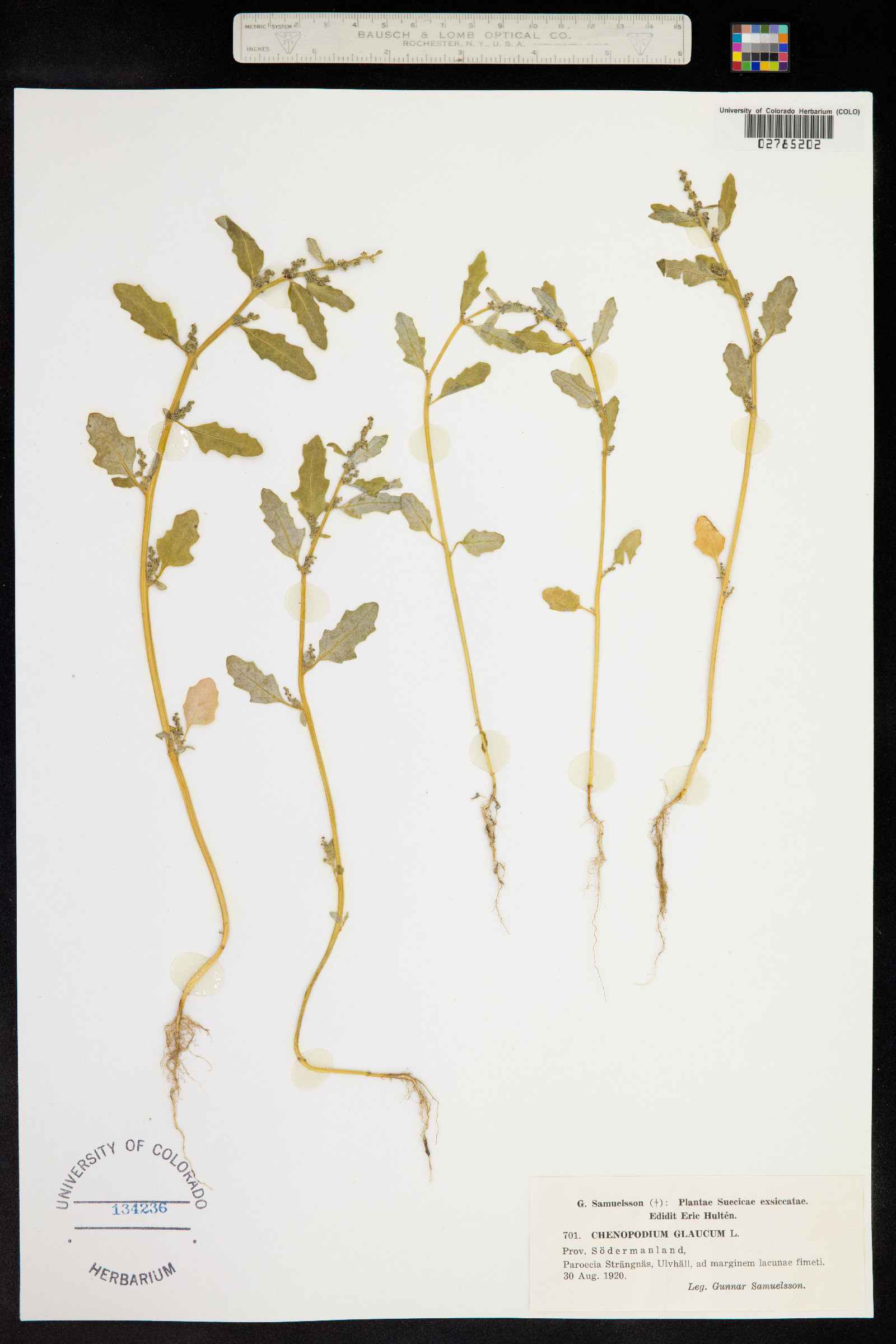 Chenopodium glaucum image