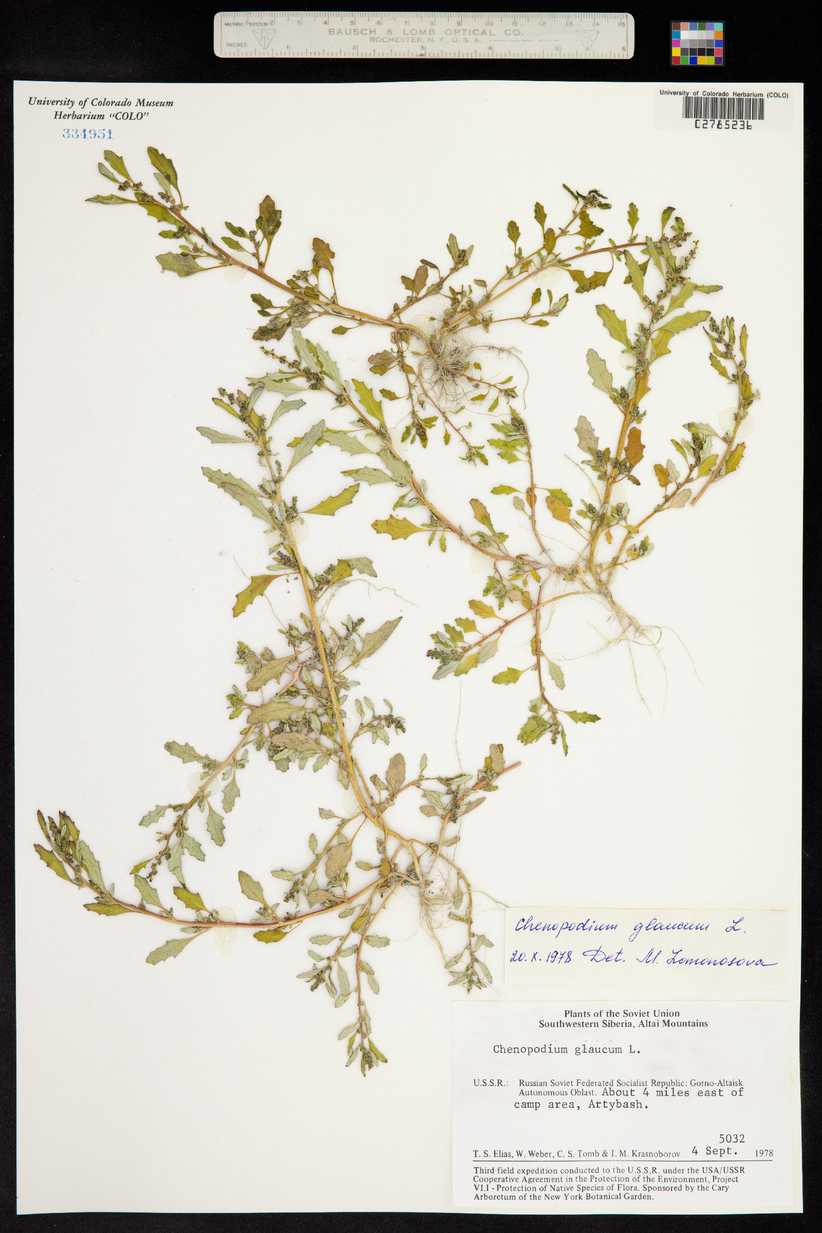 Chenopodium glaucum image