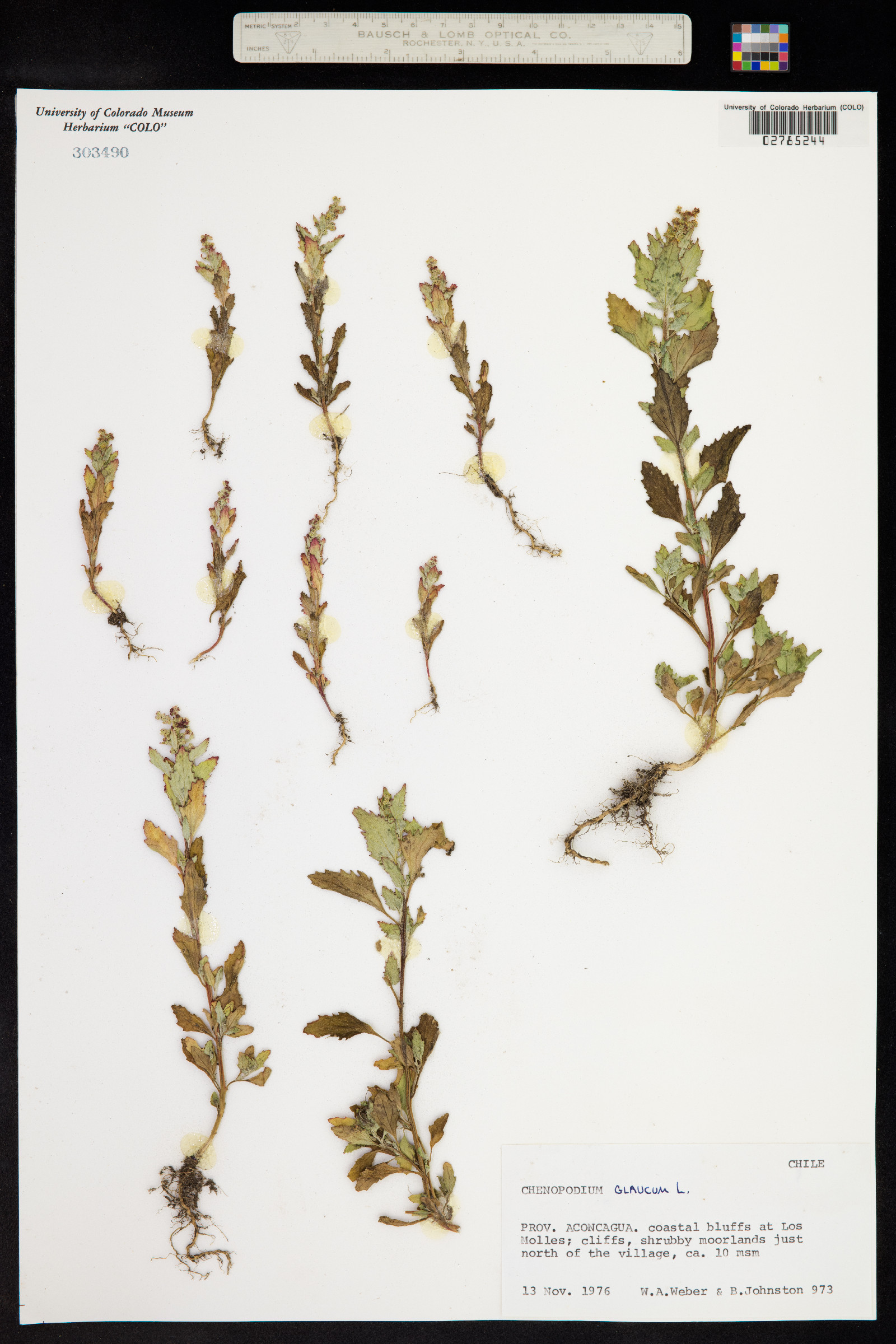 Chenopodium glaucum image