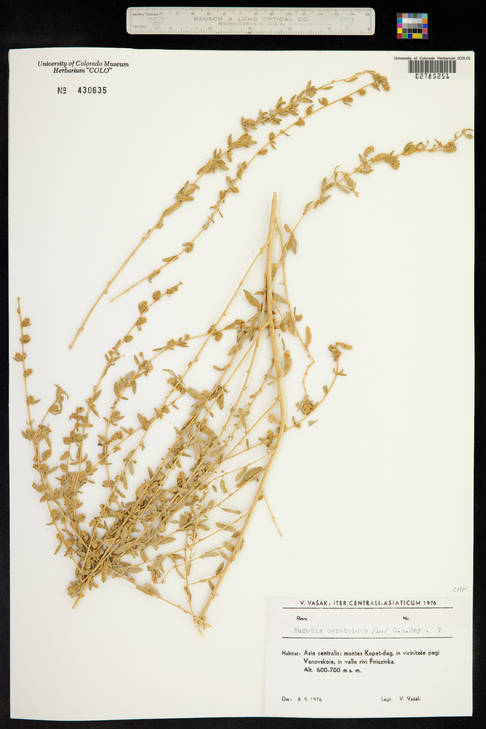 Krascheninnikovia ceratoides image