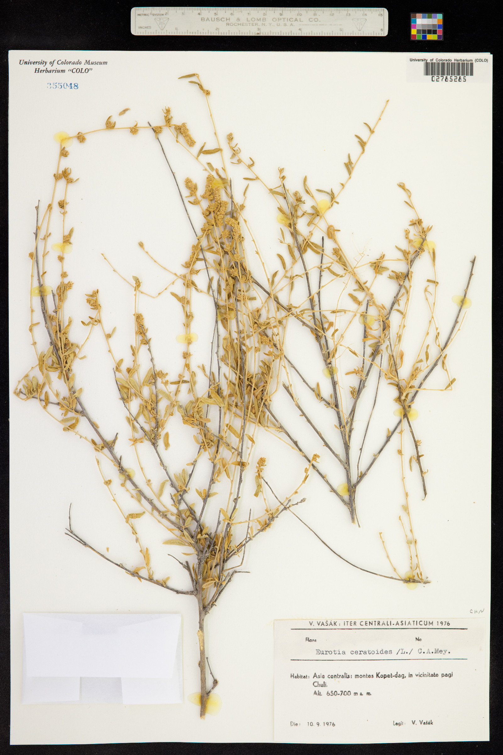 Eurotia ceratoides image