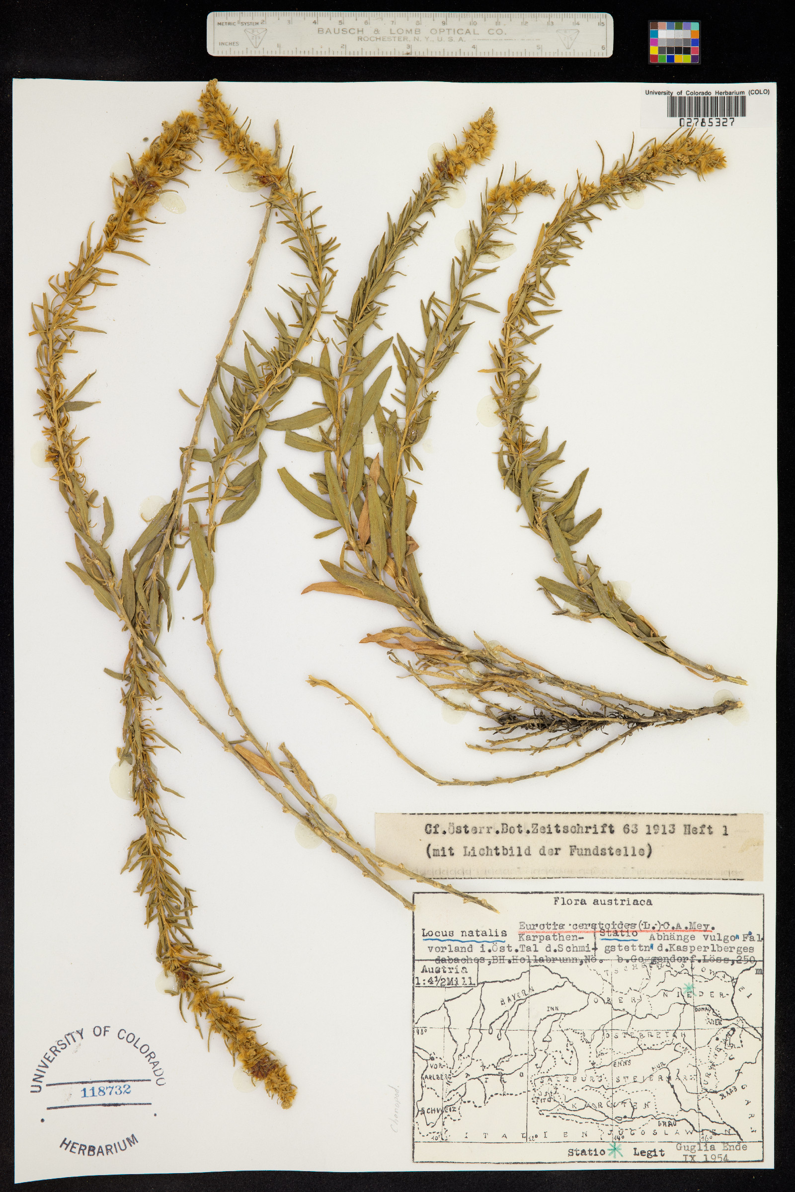 Krascheninnikovia ceratoides image