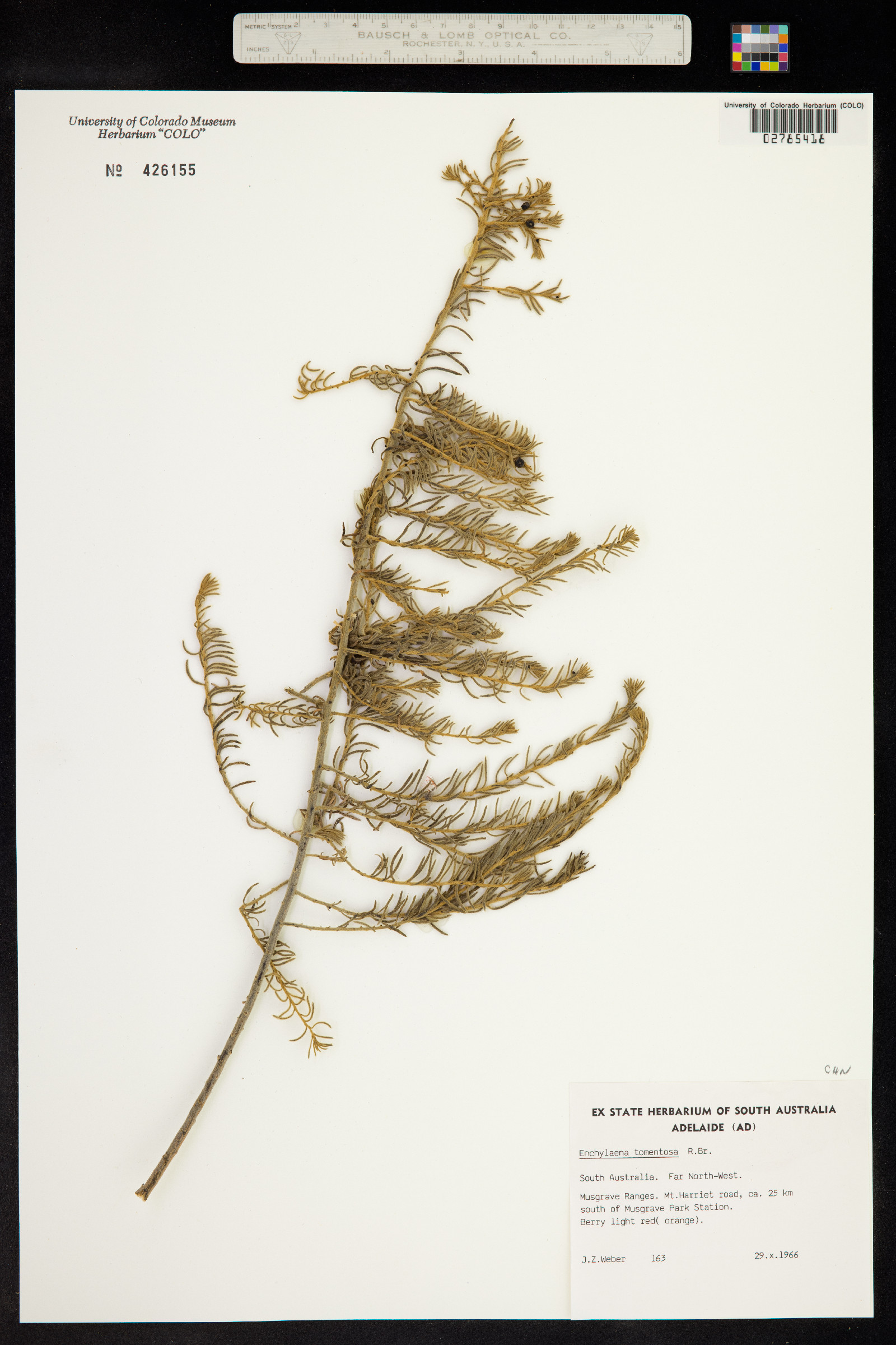 Enchylaena tomentosa image