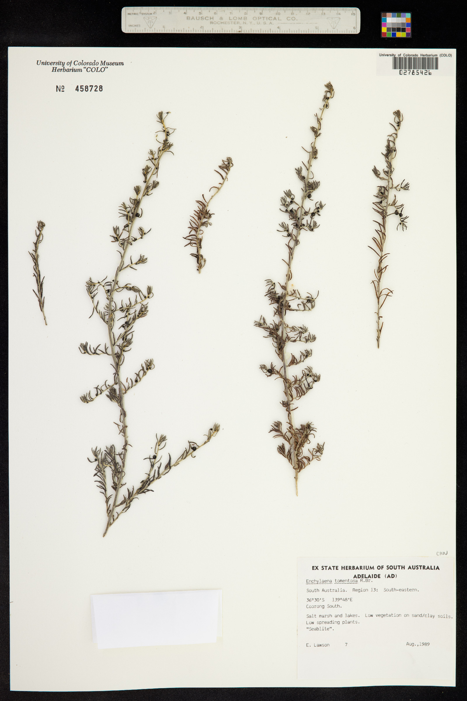 Enchylaena image