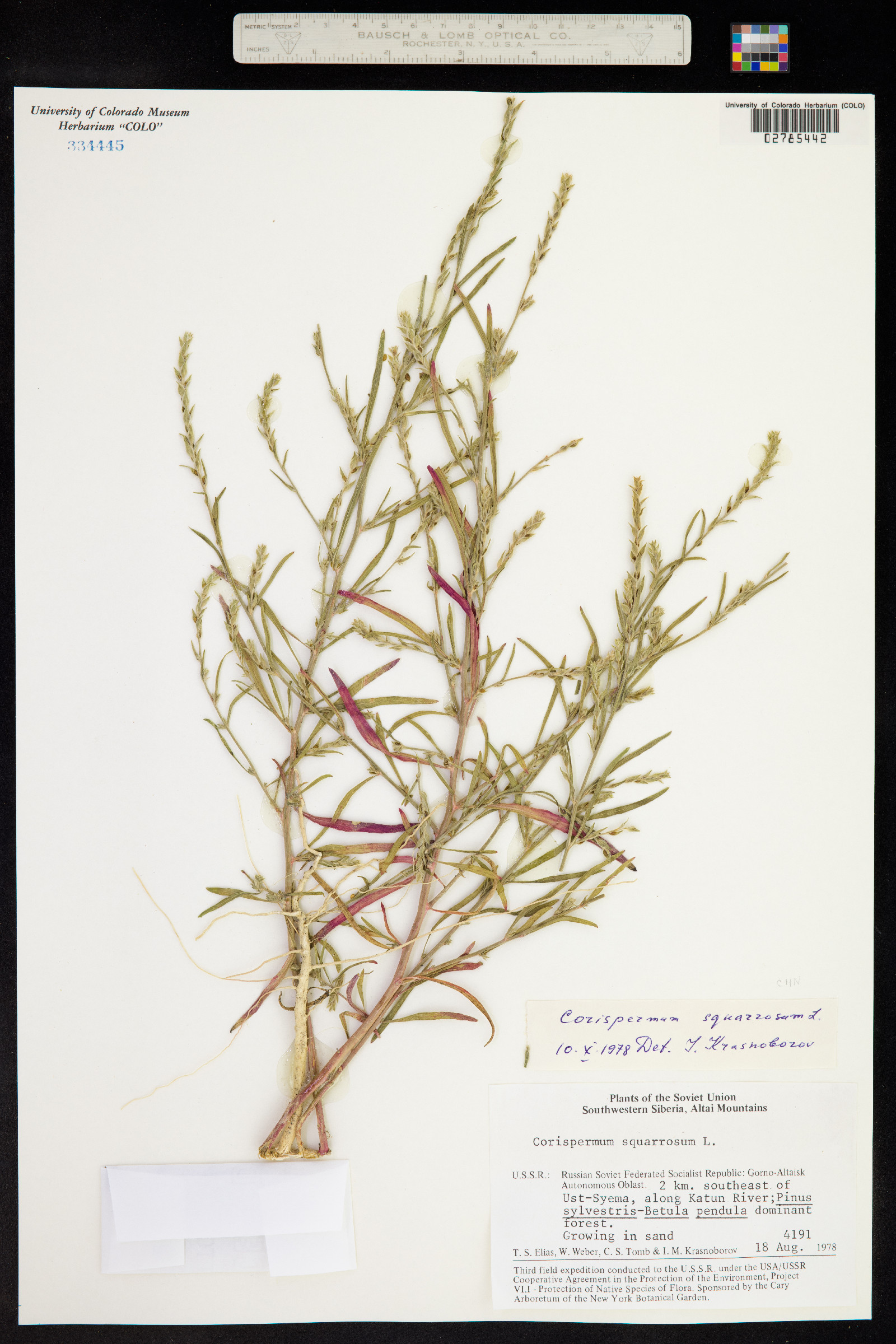 Corispermum squarrosum image