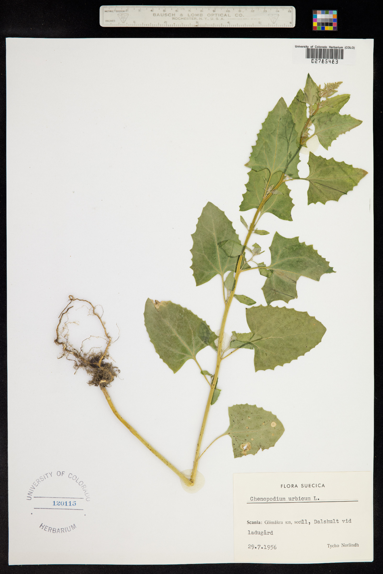 Chenopodium urbicum image