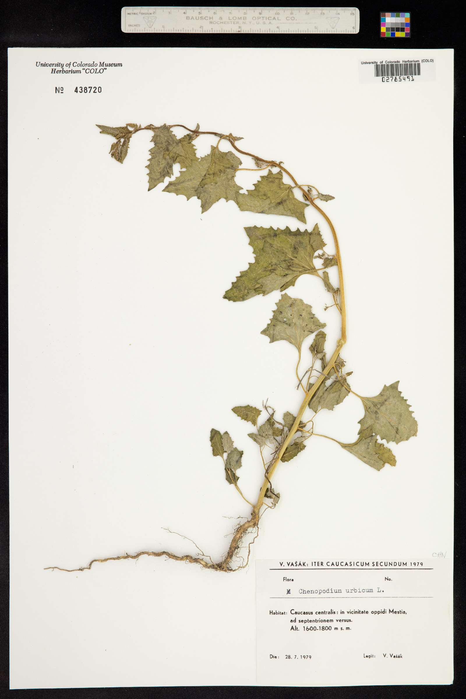 Chenopodium urbicum image