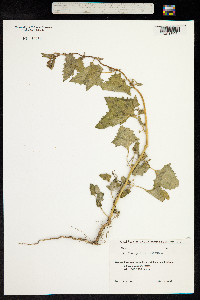 Image of Chenopodium urbicum