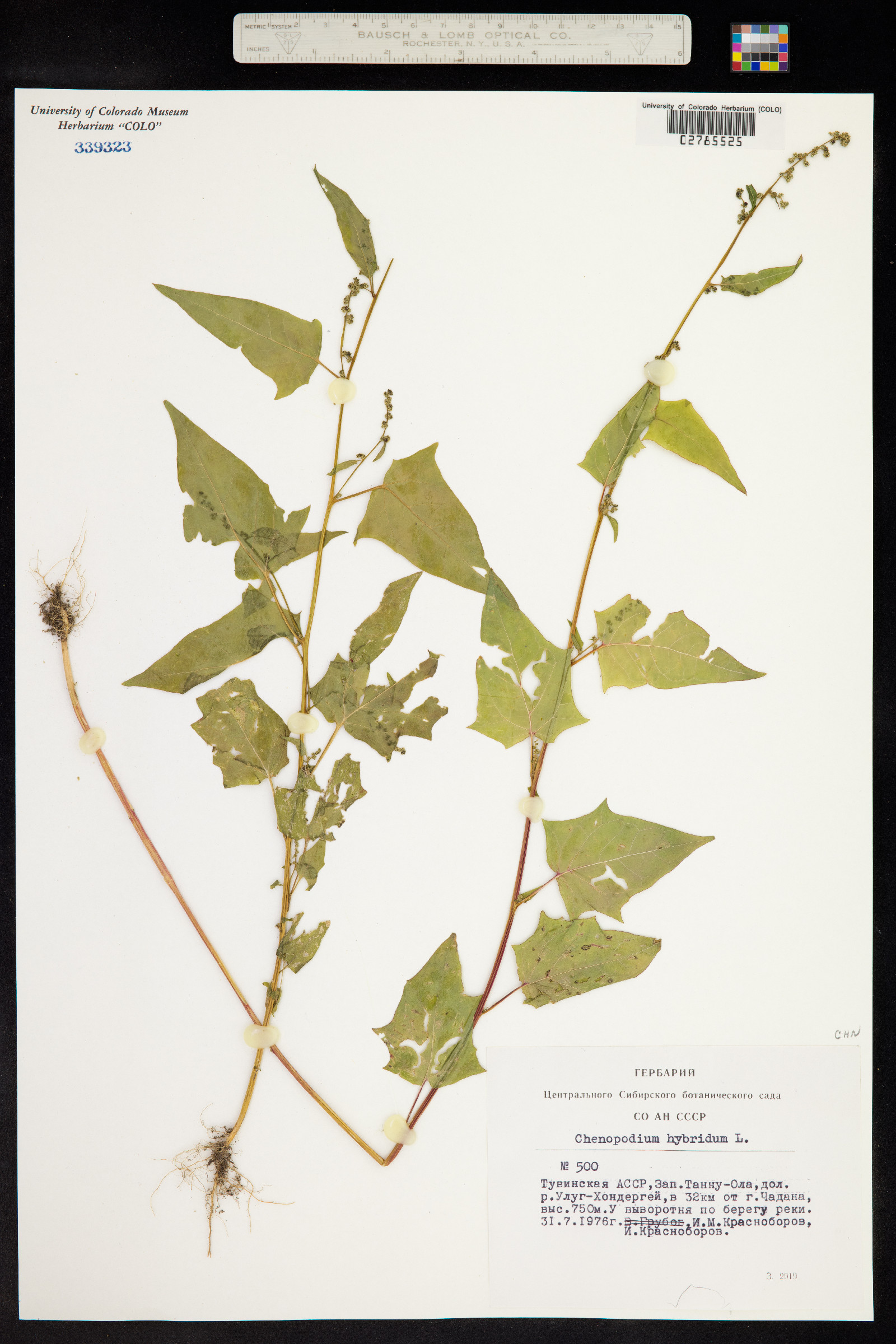 Chenopodium simplex image