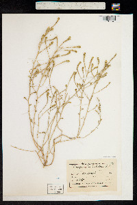 Image of Corispermum nitidum