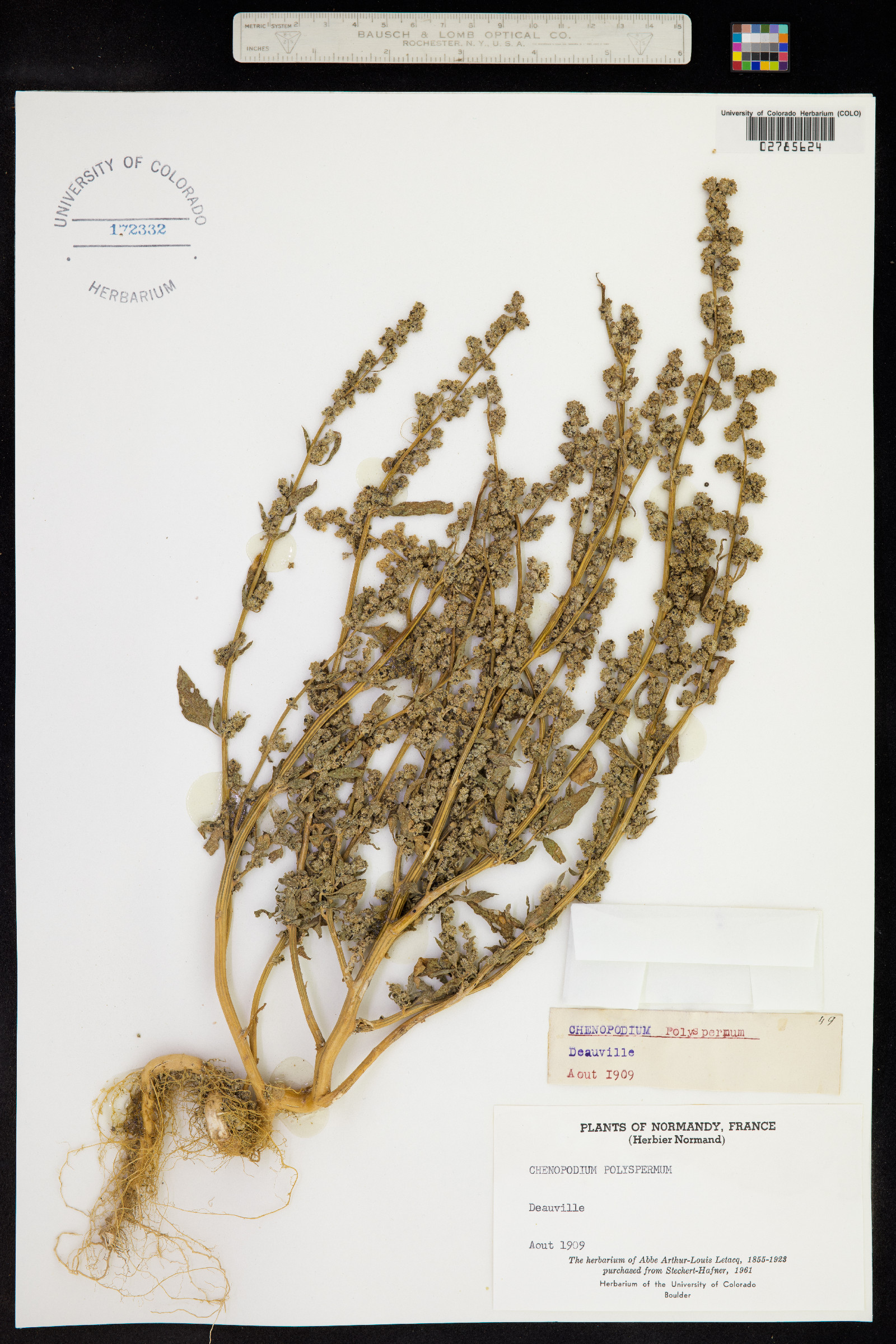 Chenopodium polyspermum image
