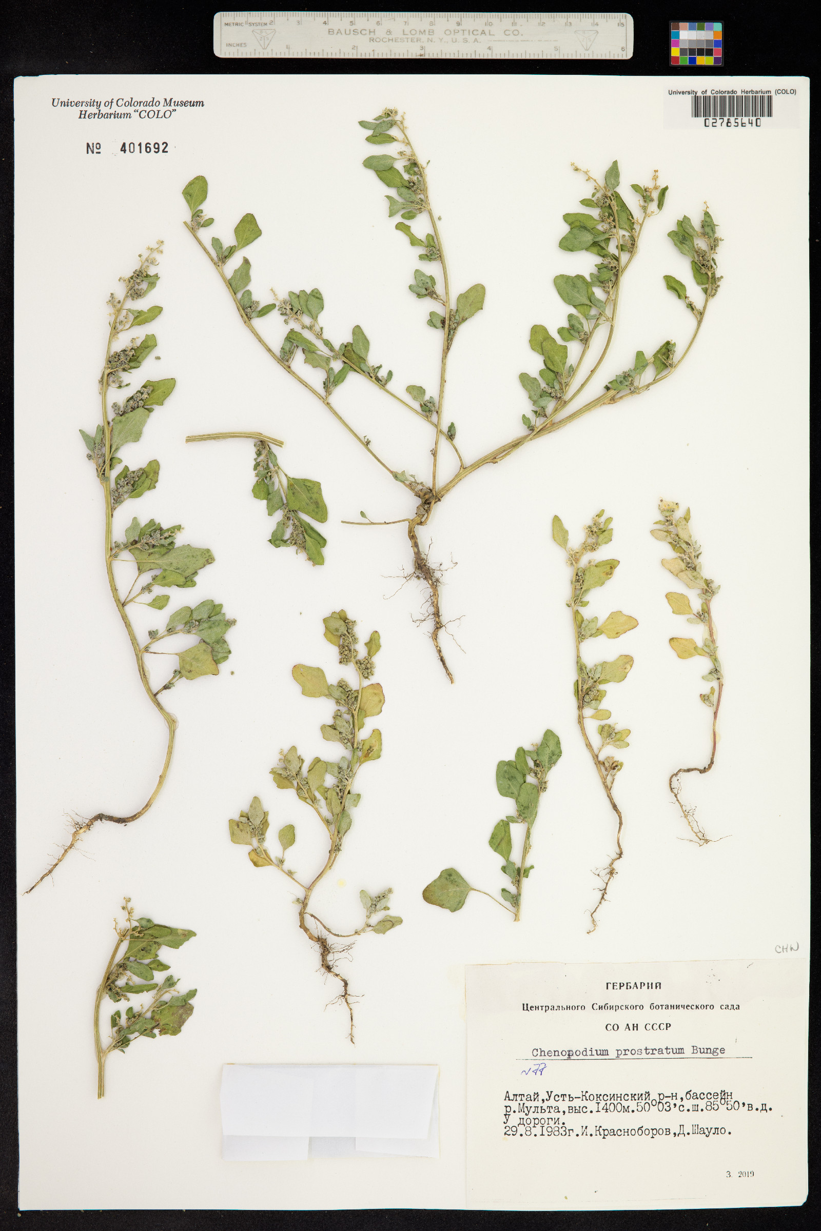 Suaeda maritima subsp. maritima image