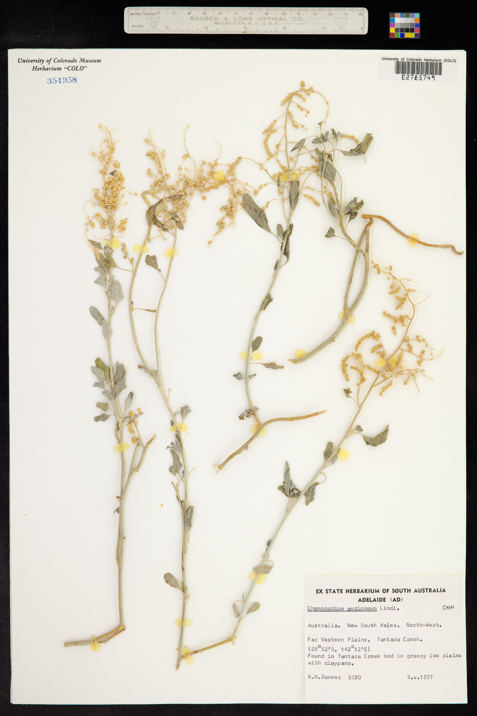 Chenopodium auricomum image