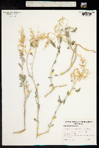 Chenopodium auricomum image