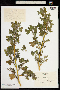 Image of Chenopodium hircinum