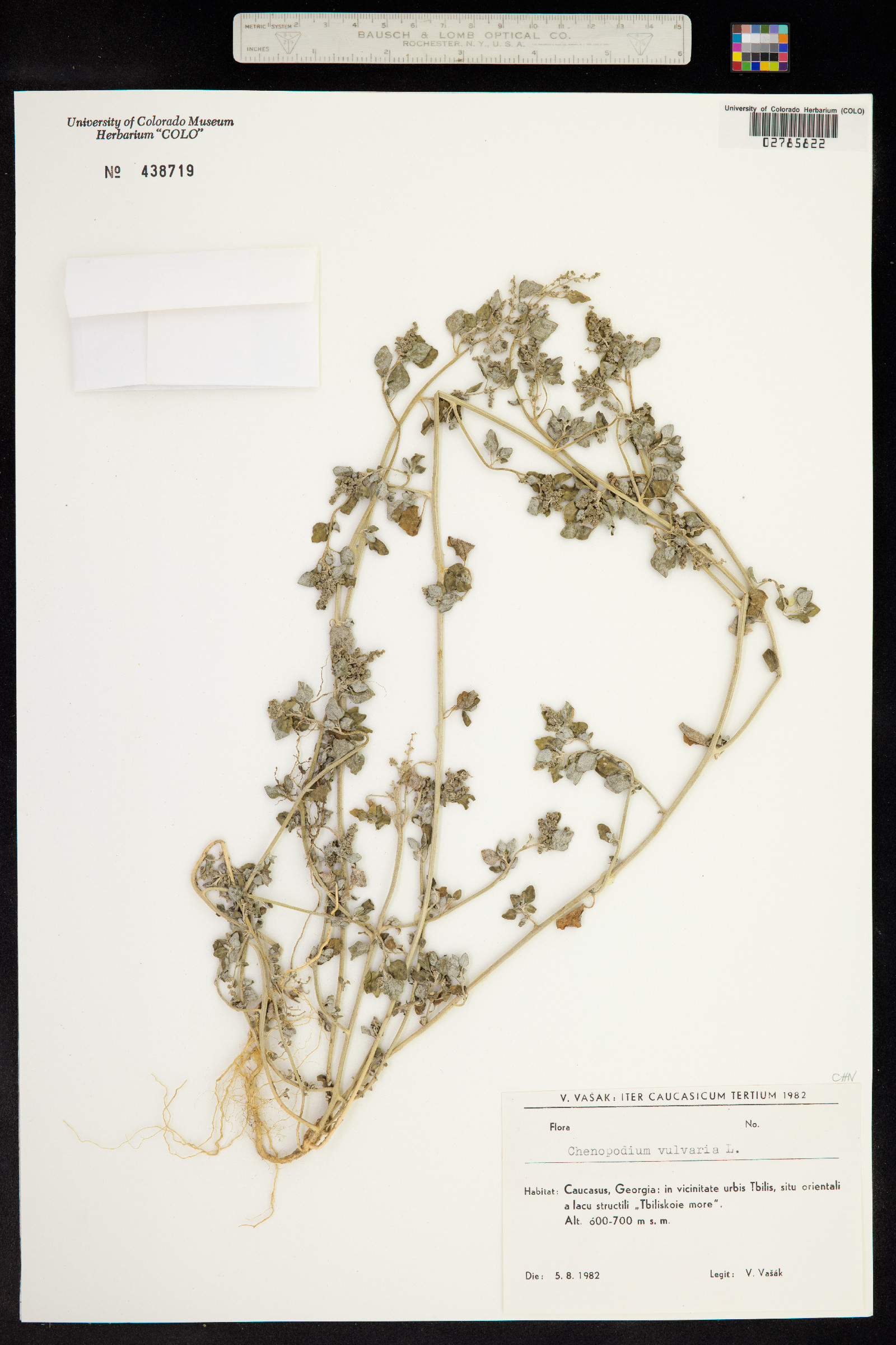 Chenopodium vulvaria image