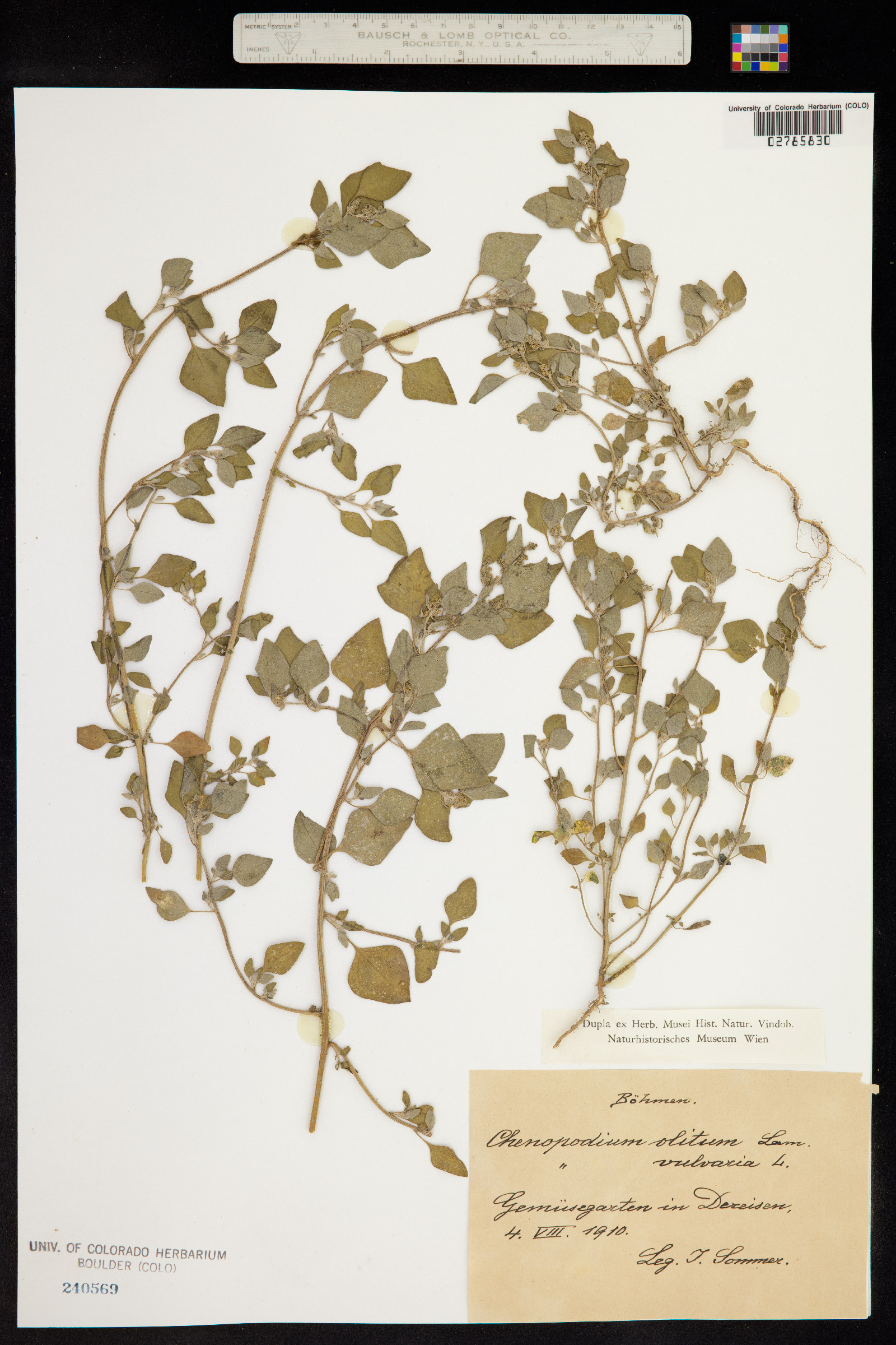 Chenopodium vulvaria image