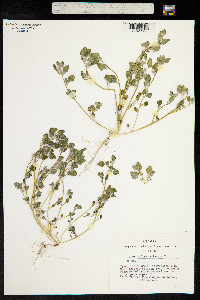 Image of Chenopodium vulvaria