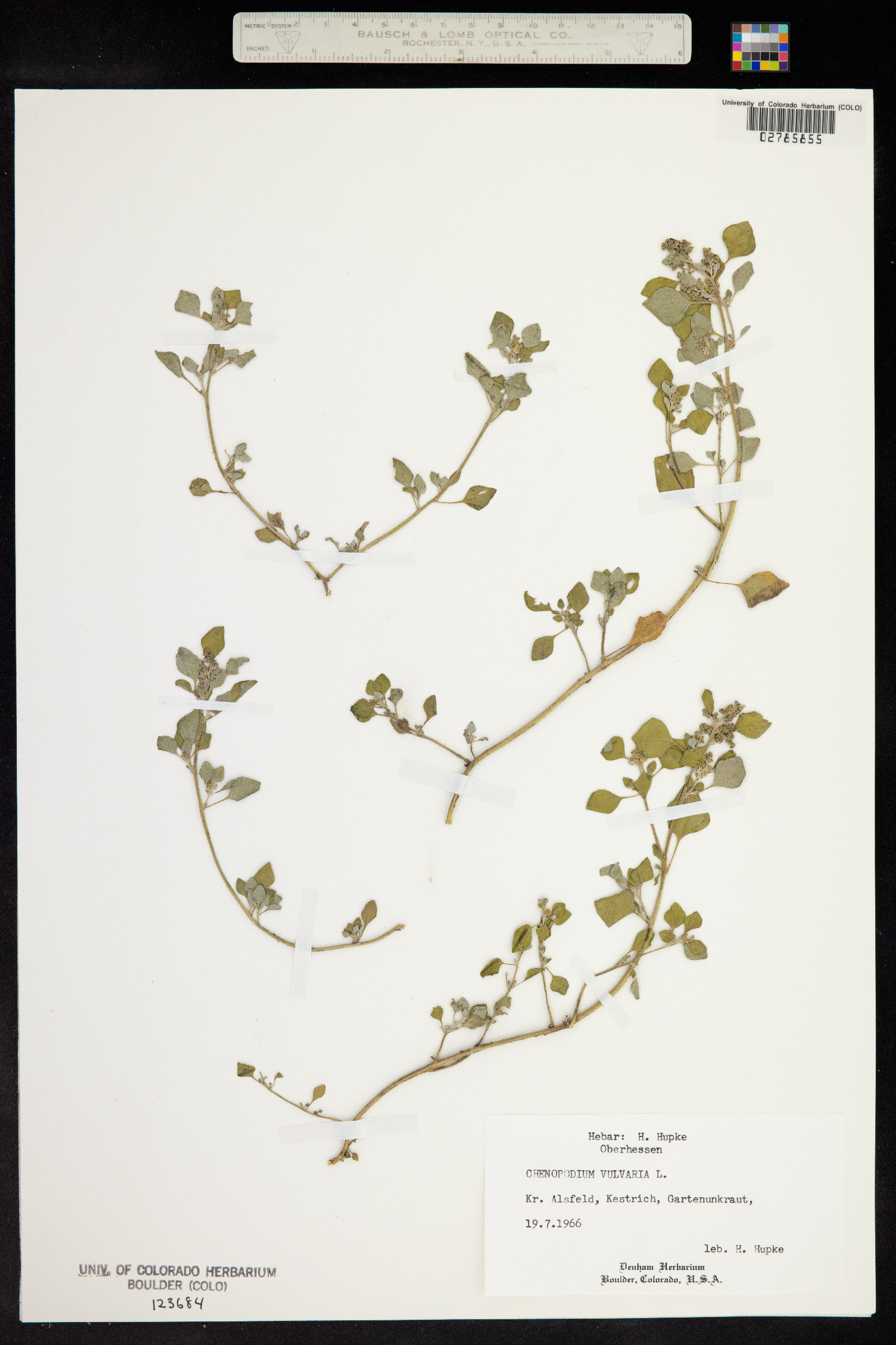 Chenopodium vulvaria image