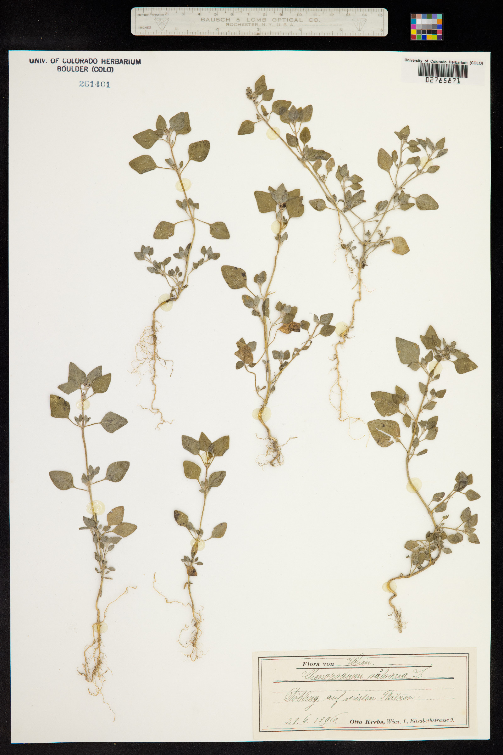 Chenopodium vulvaria image