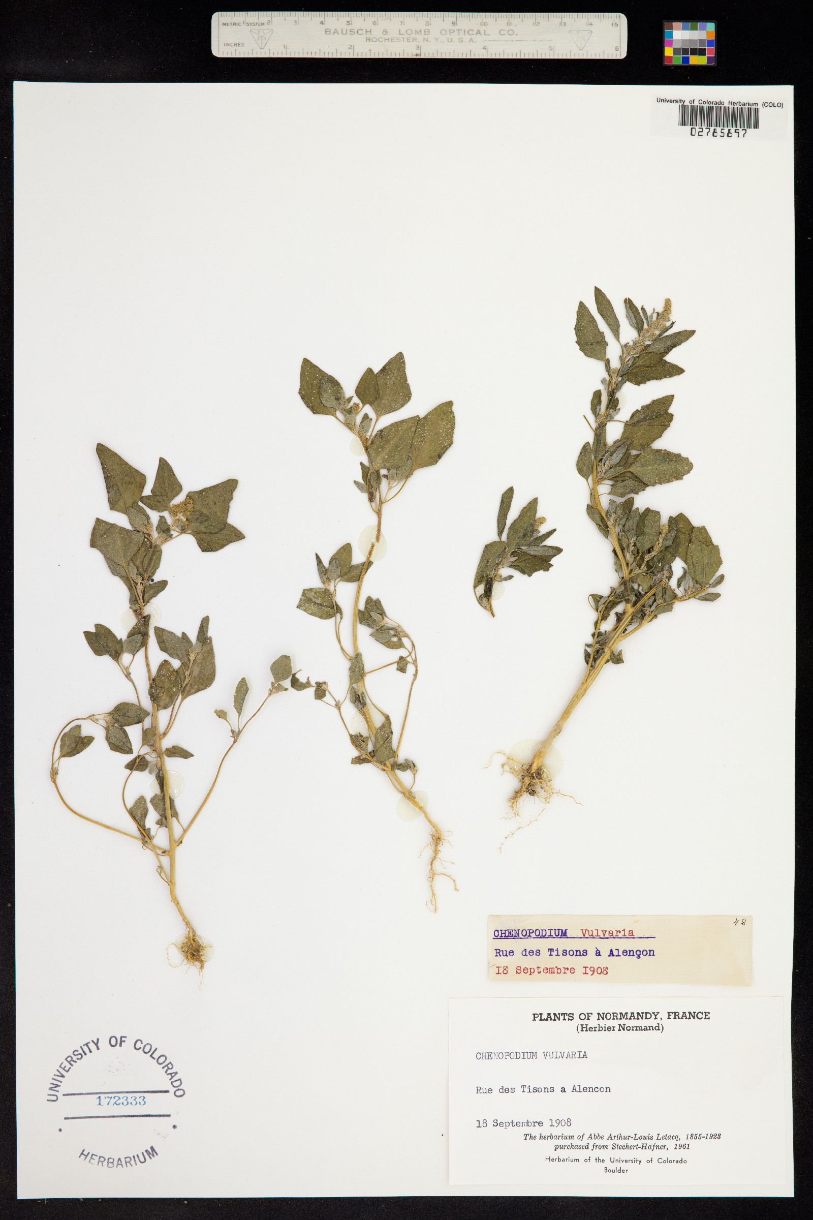Chenopodium vulvaria image