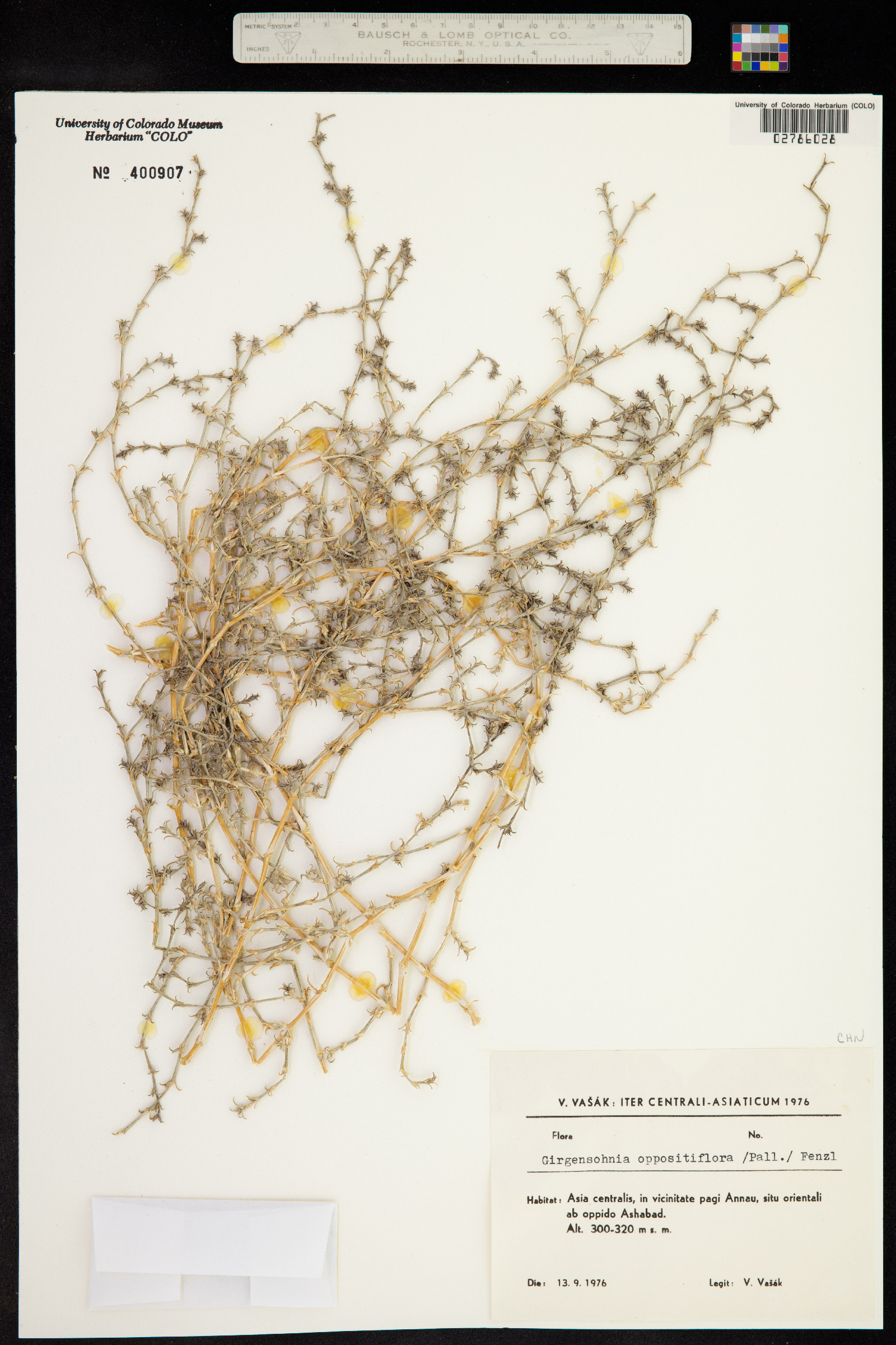 Girgensohnia image