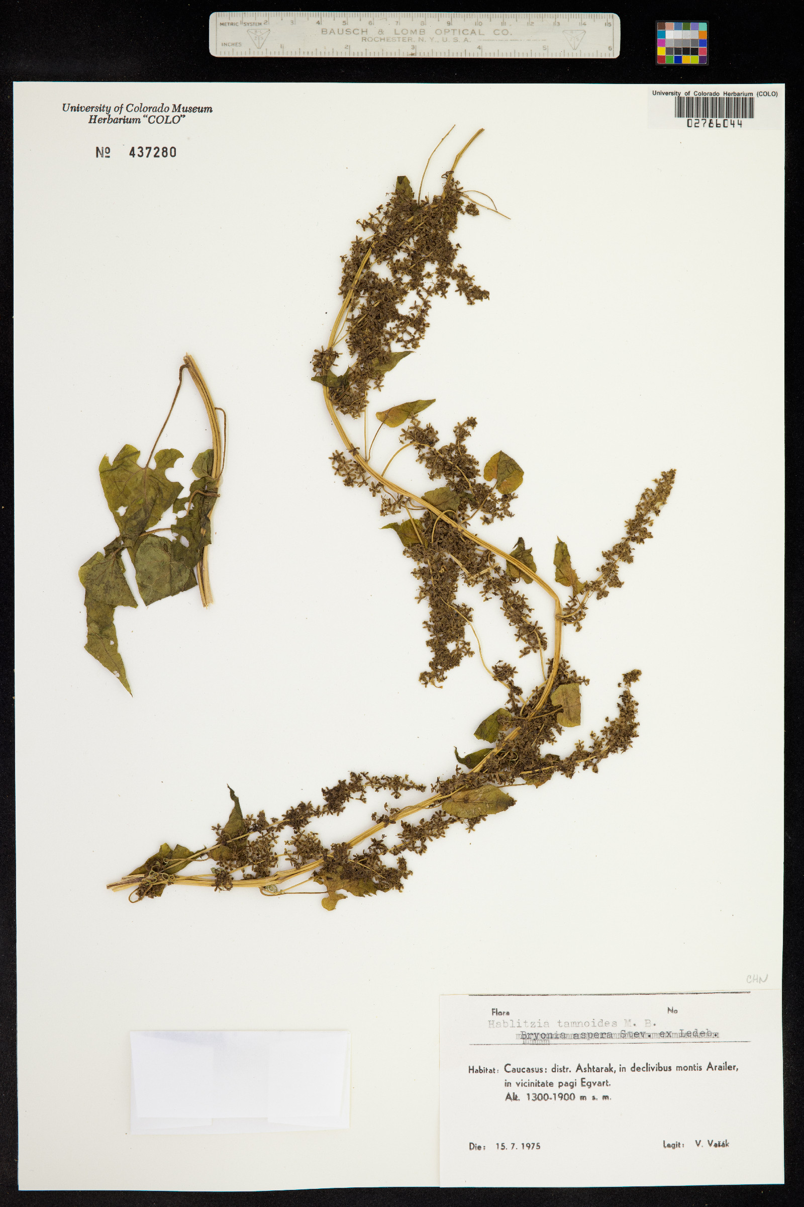 Hablitzia tamnoides image