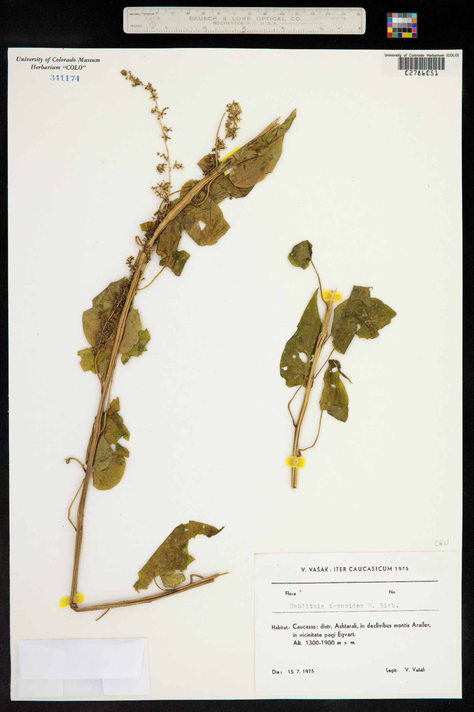Hablitzia tamnoides image