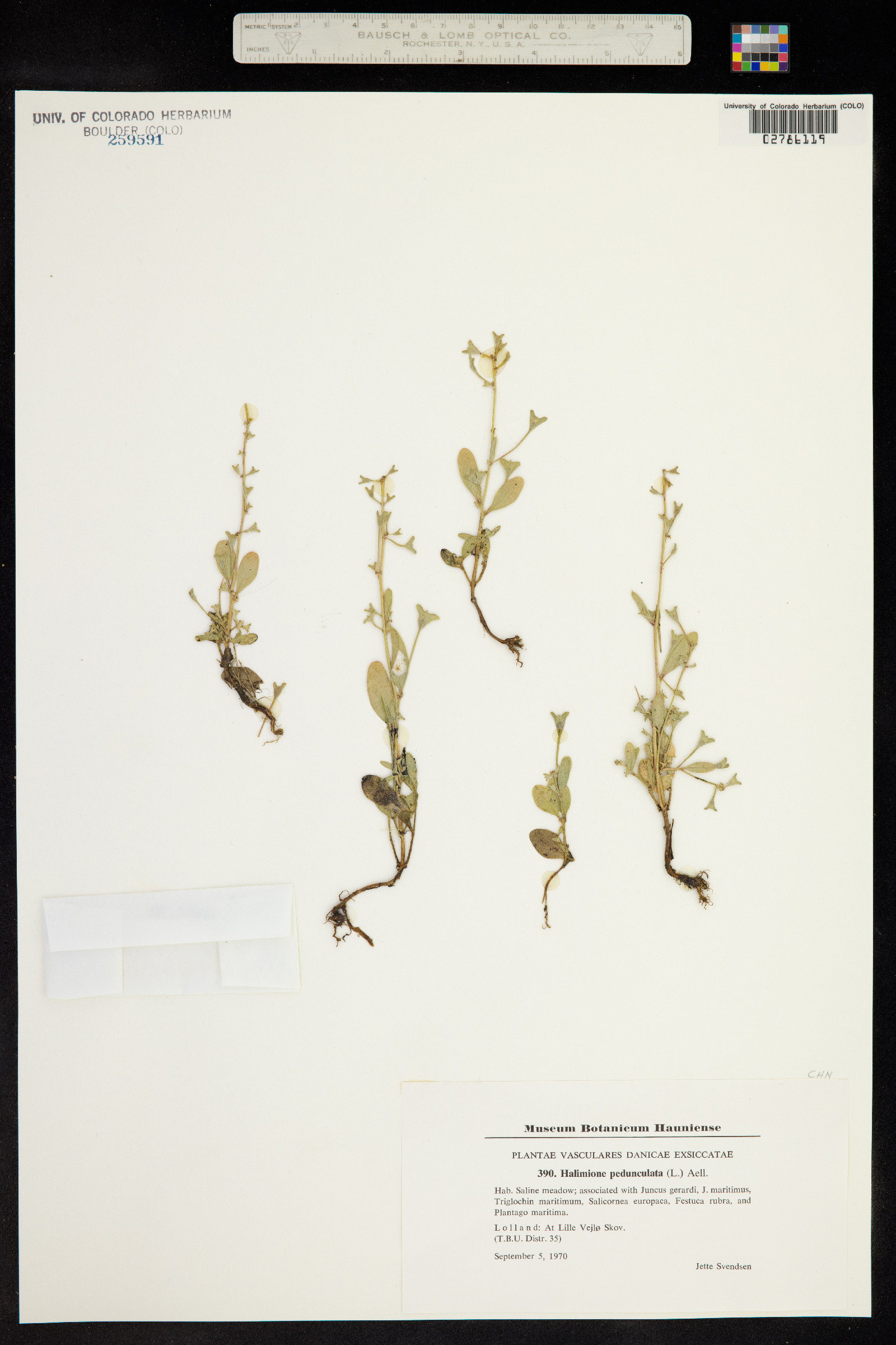 Atriplex pedunculata image