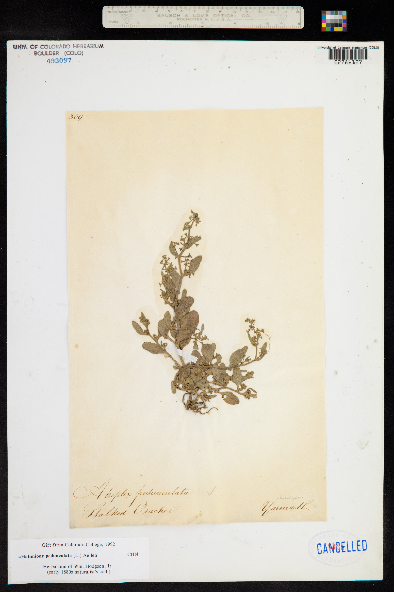 Atriplex pedunculata image