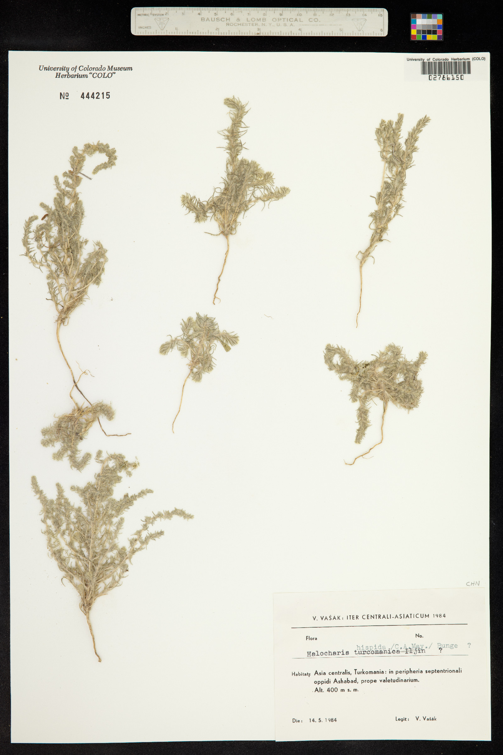 Halocharis hispida image