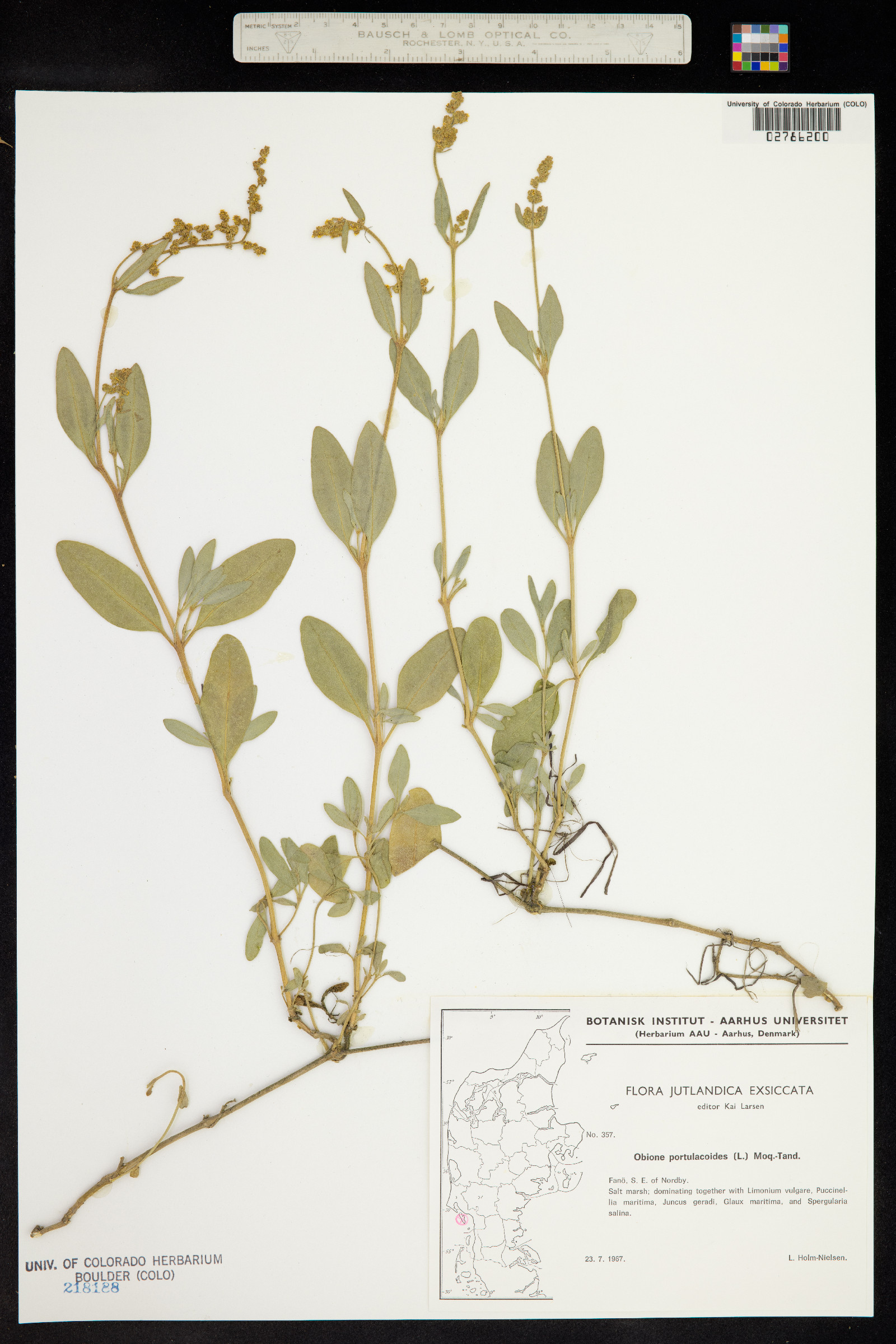 Atriplex portulacoides image