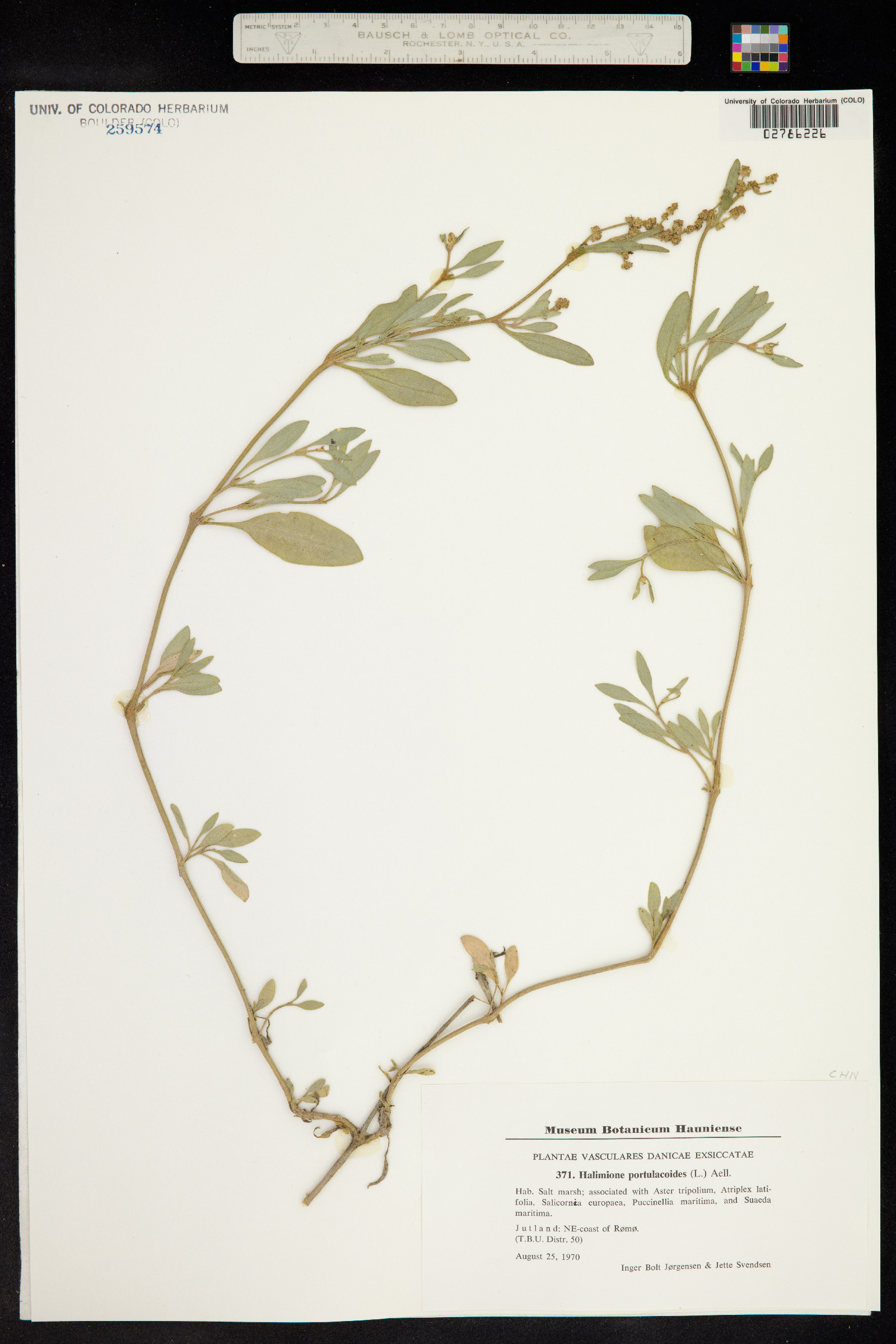 Atriplex portulacoides image