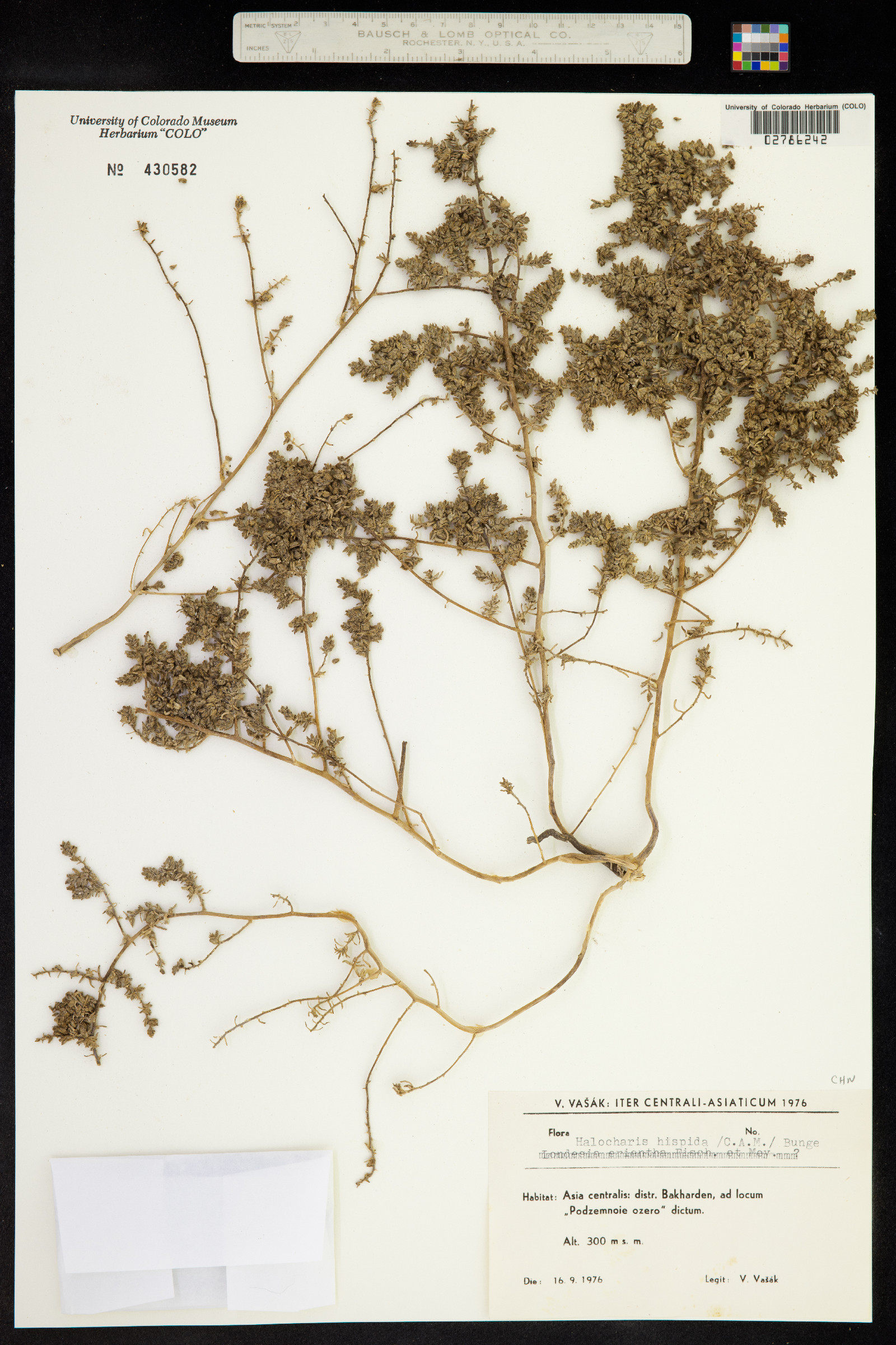 Halocharis image