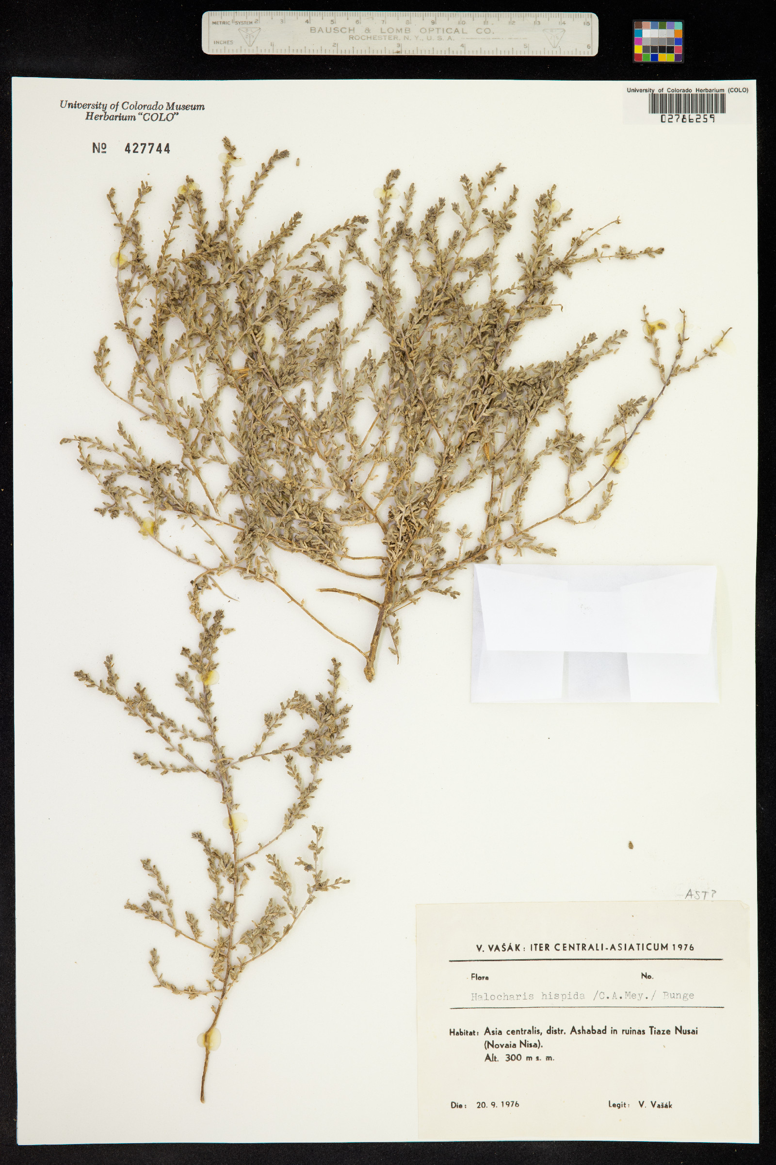 Halocharis hispida image