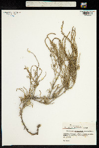 Image of Halocnemum strobilaceum