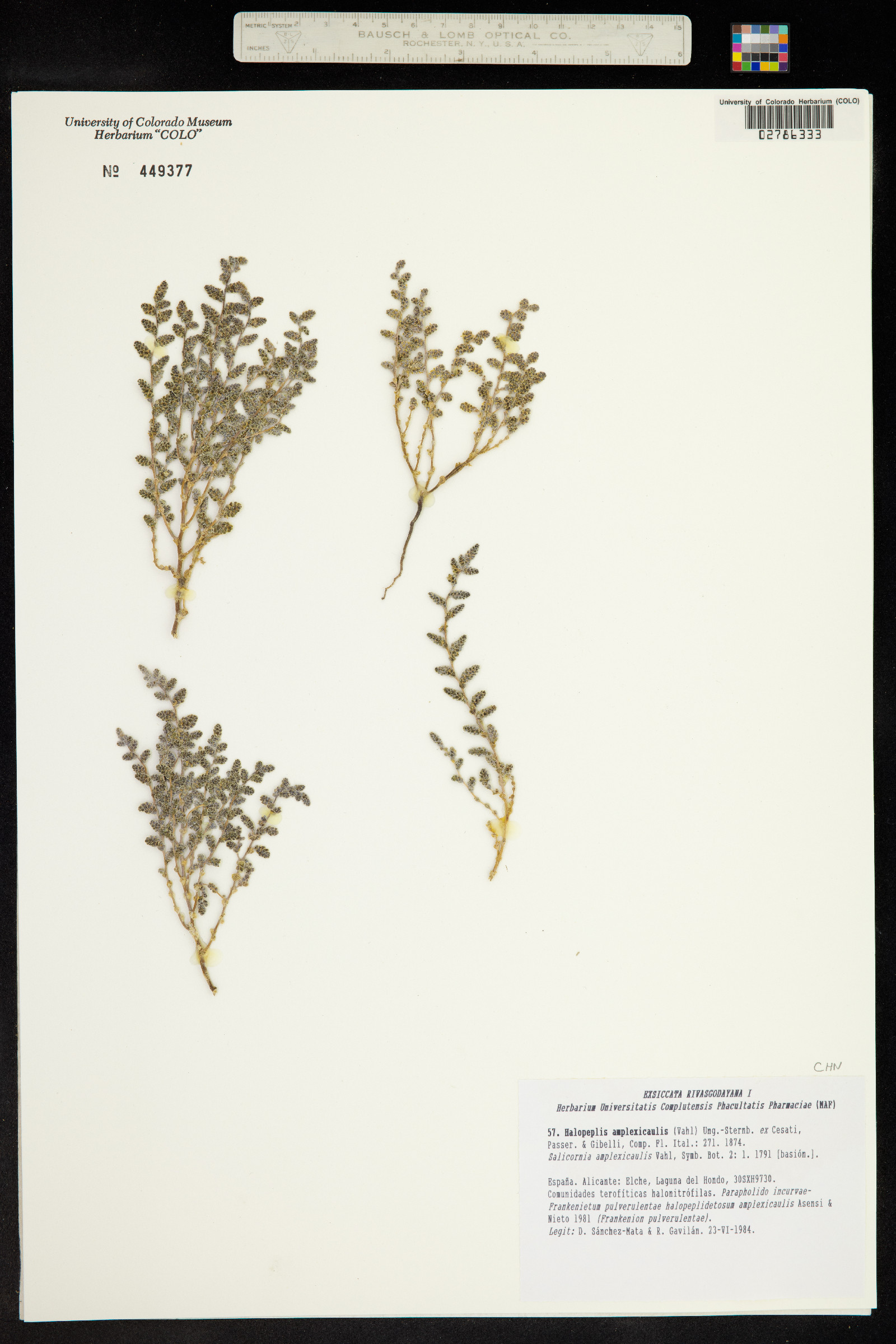 Halopeplis amplexicaulis image