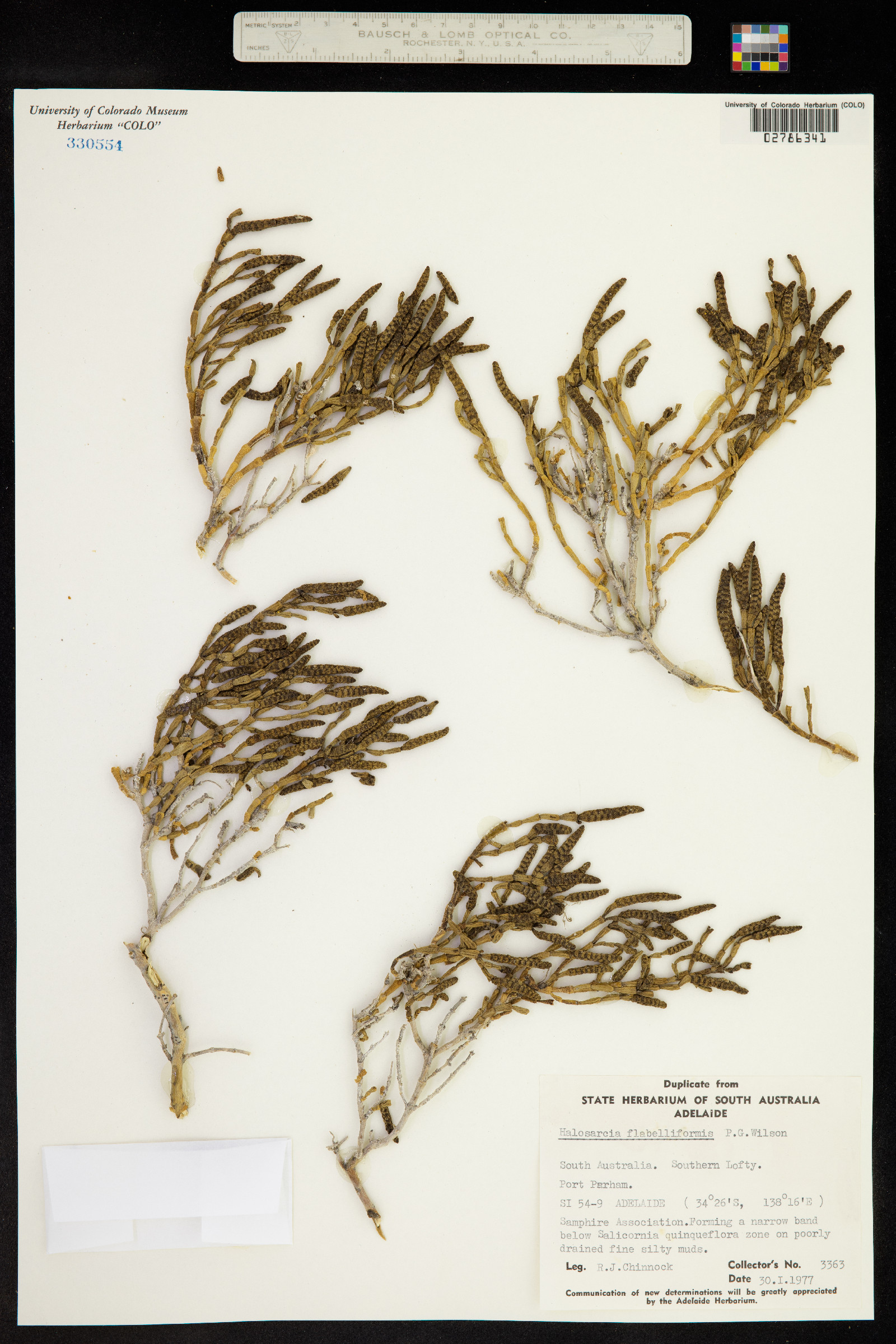 Tecticornia flabelliformis image