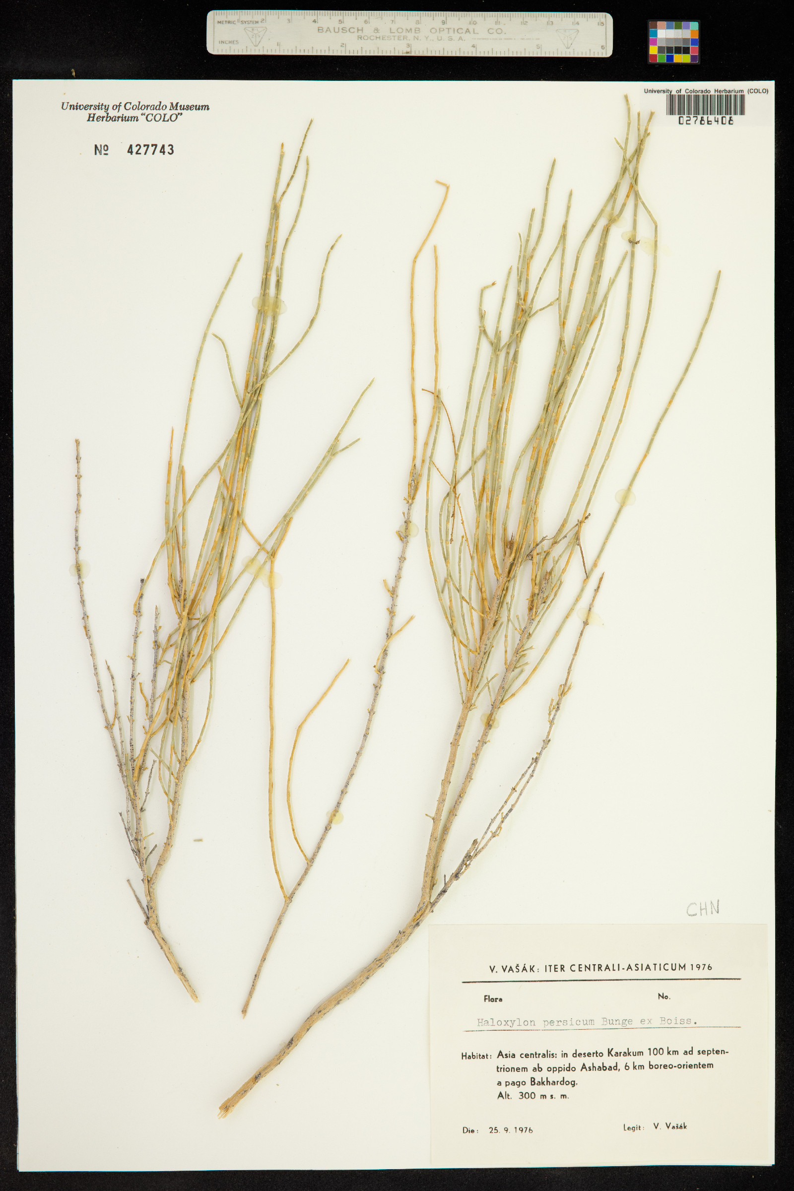 Haloxylon persicum image