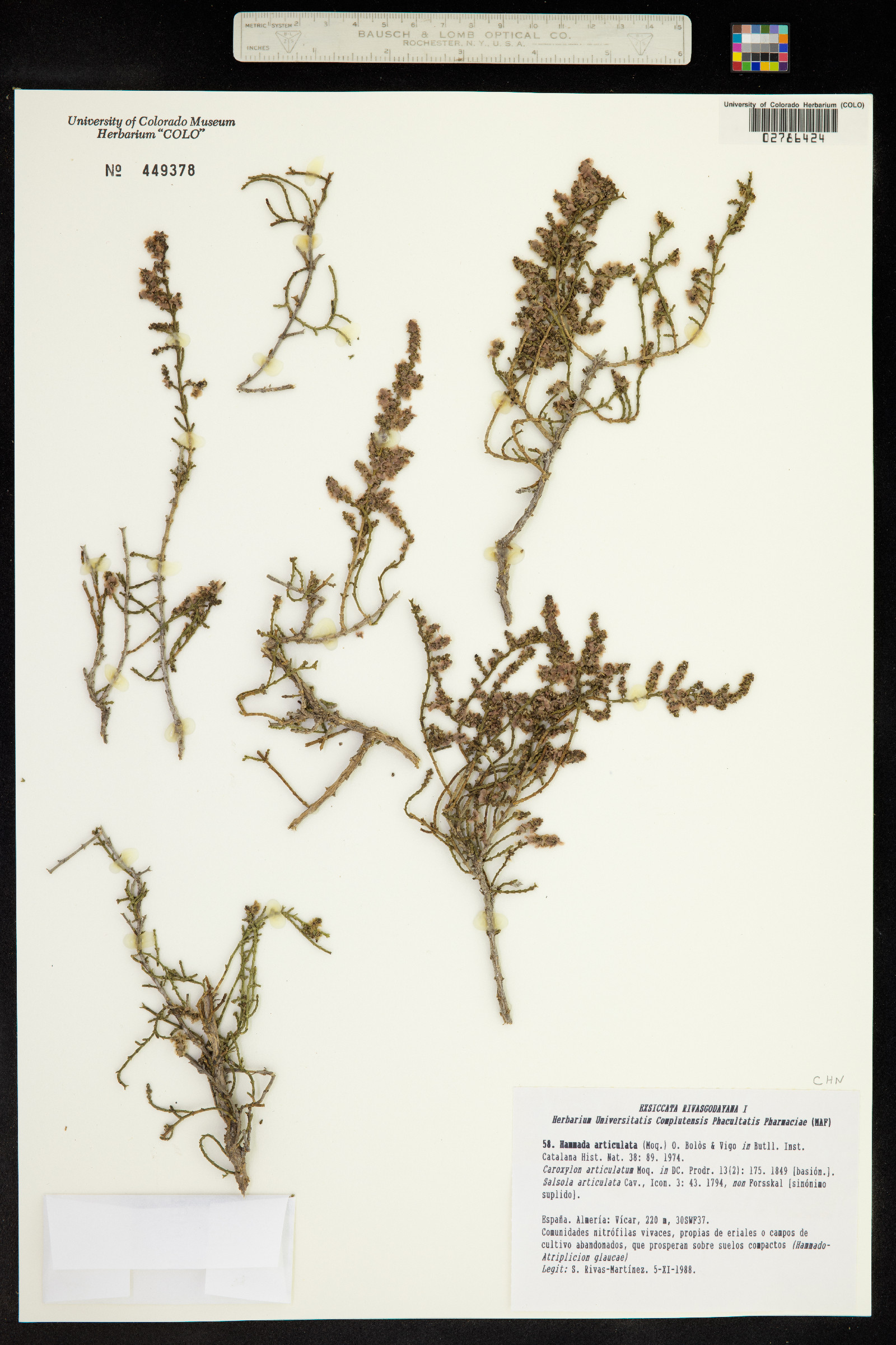 Hammada articulata image