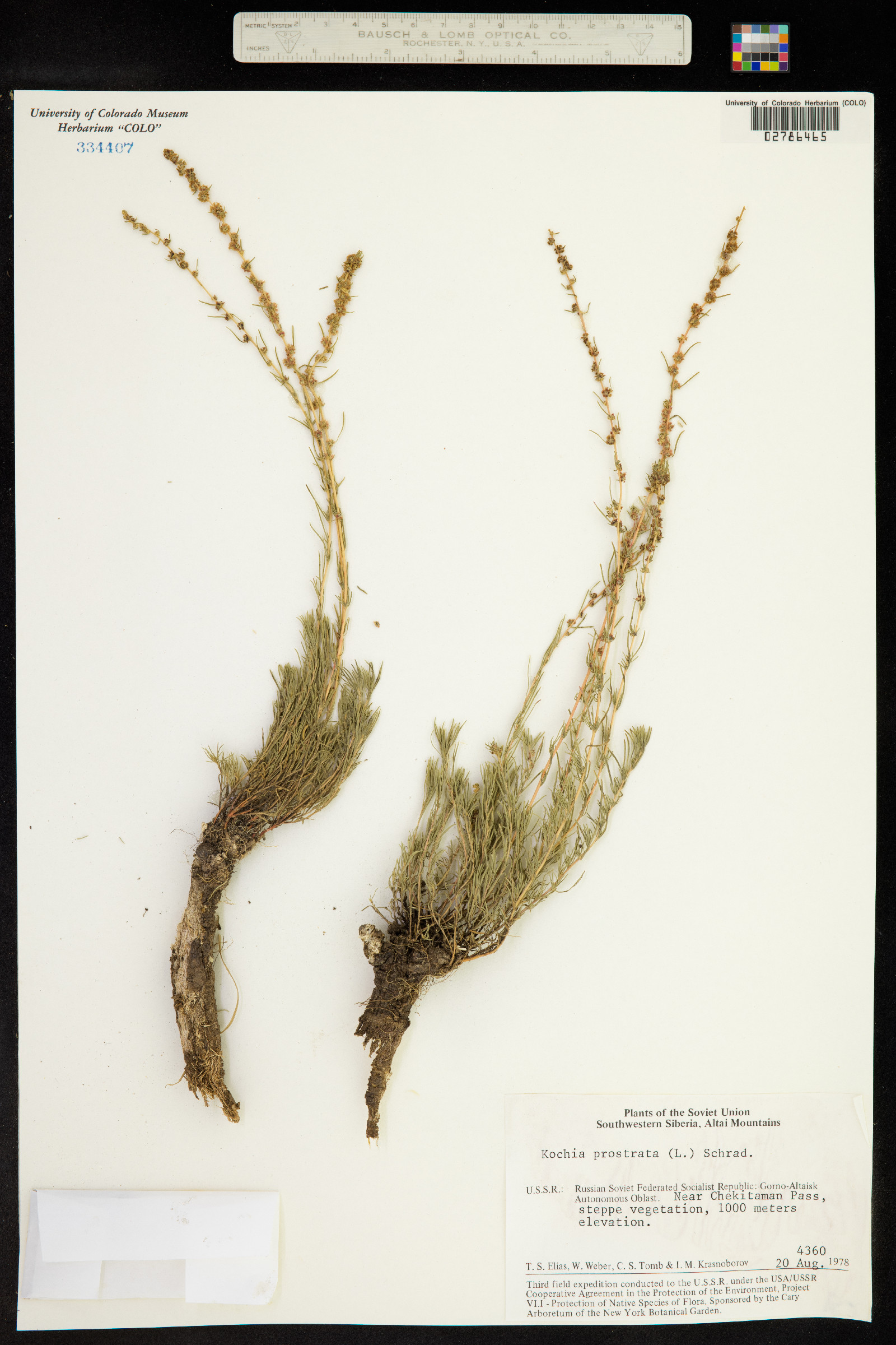 Kochia prostrata image