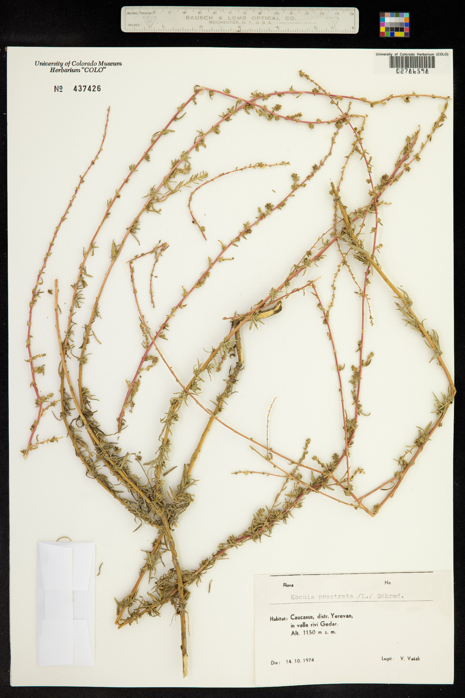 Kochia prostrata image