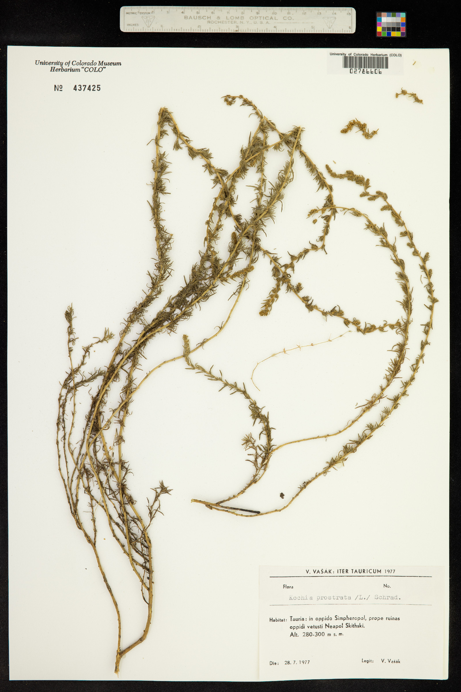 Kochia prostrata image