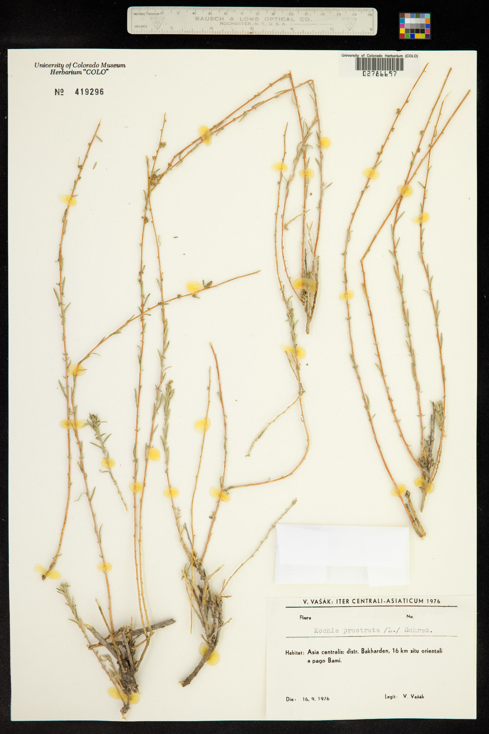 Kochia prostrata image