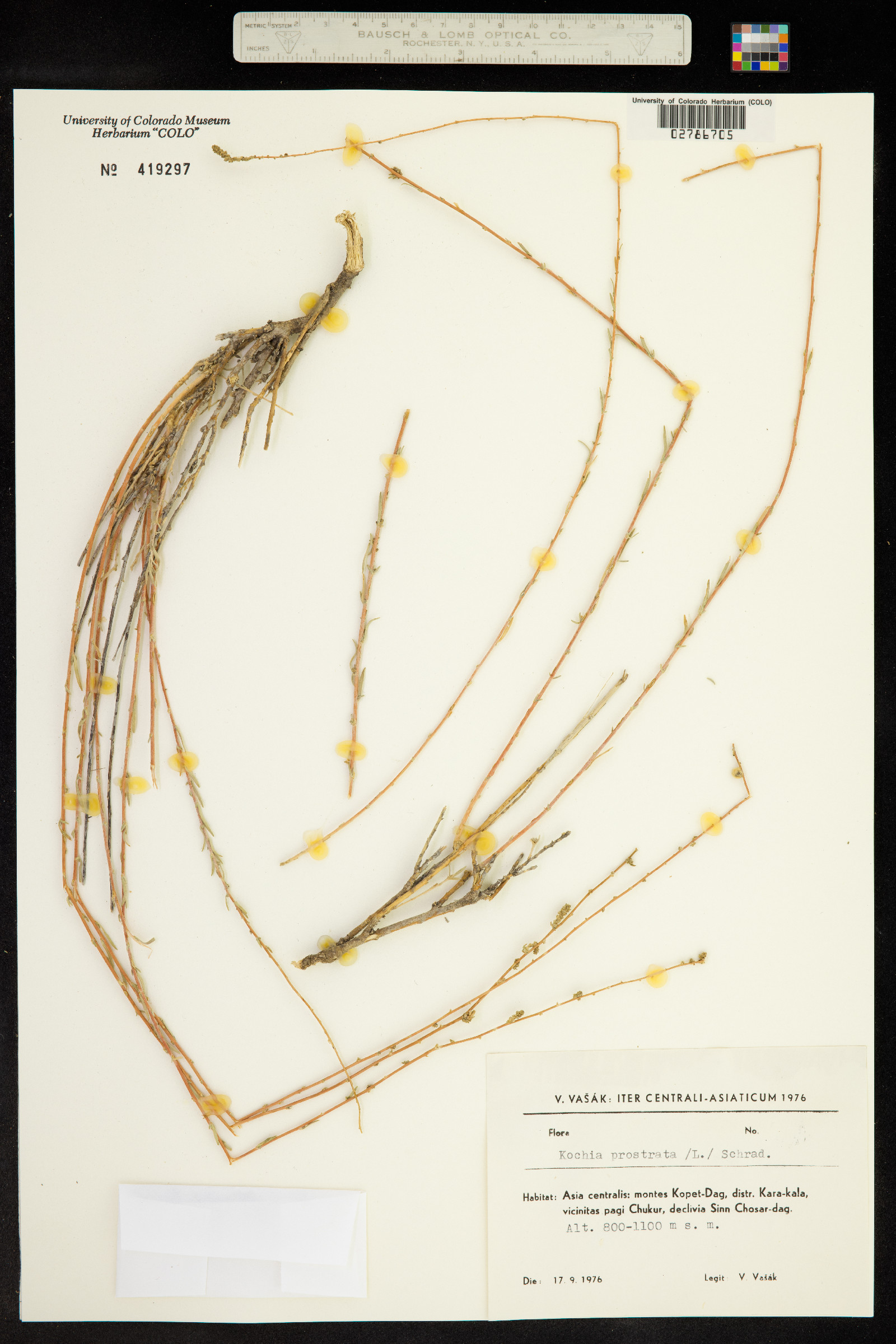 Kochia prostrata image