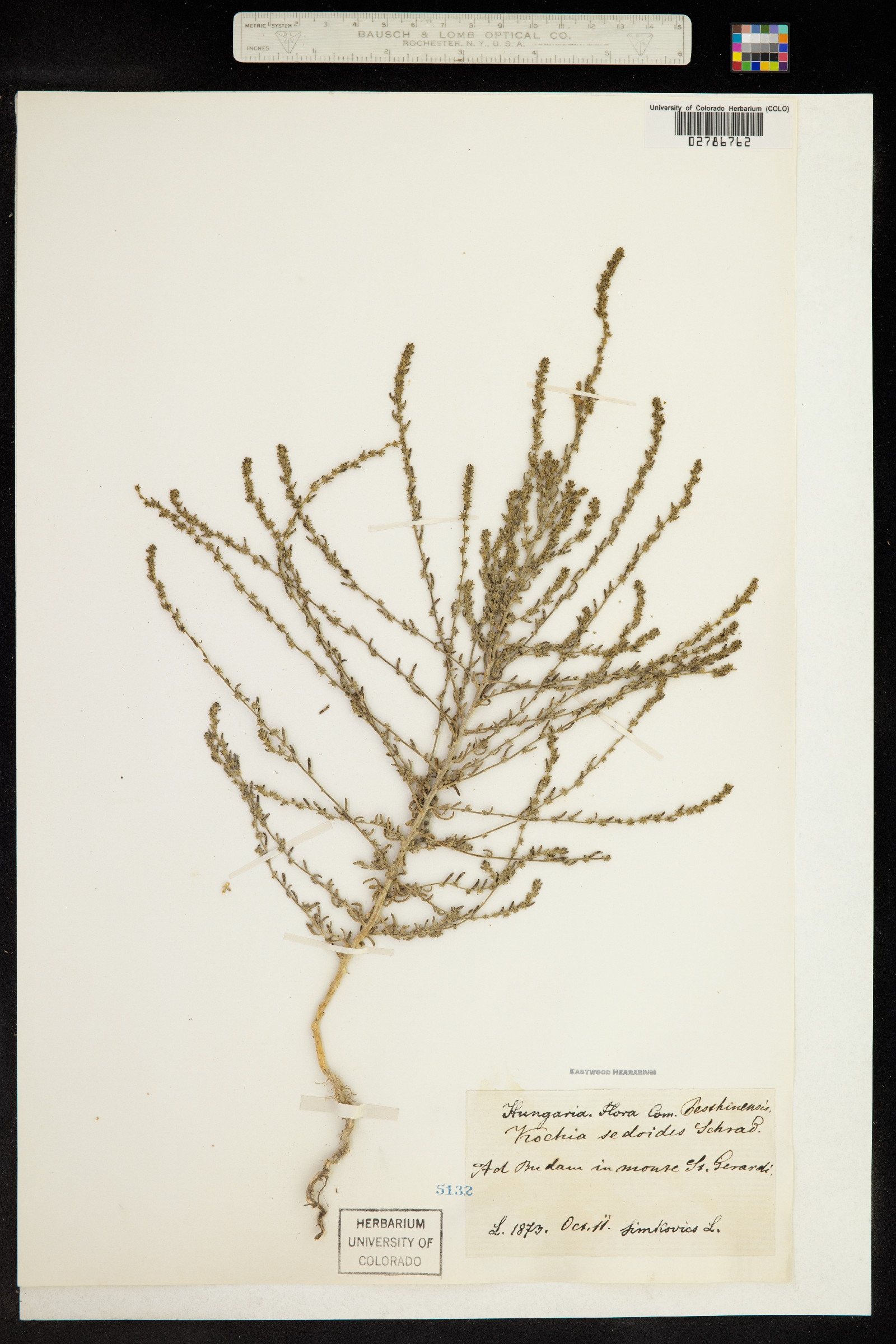 Suaeda maritima subsp. maritima image