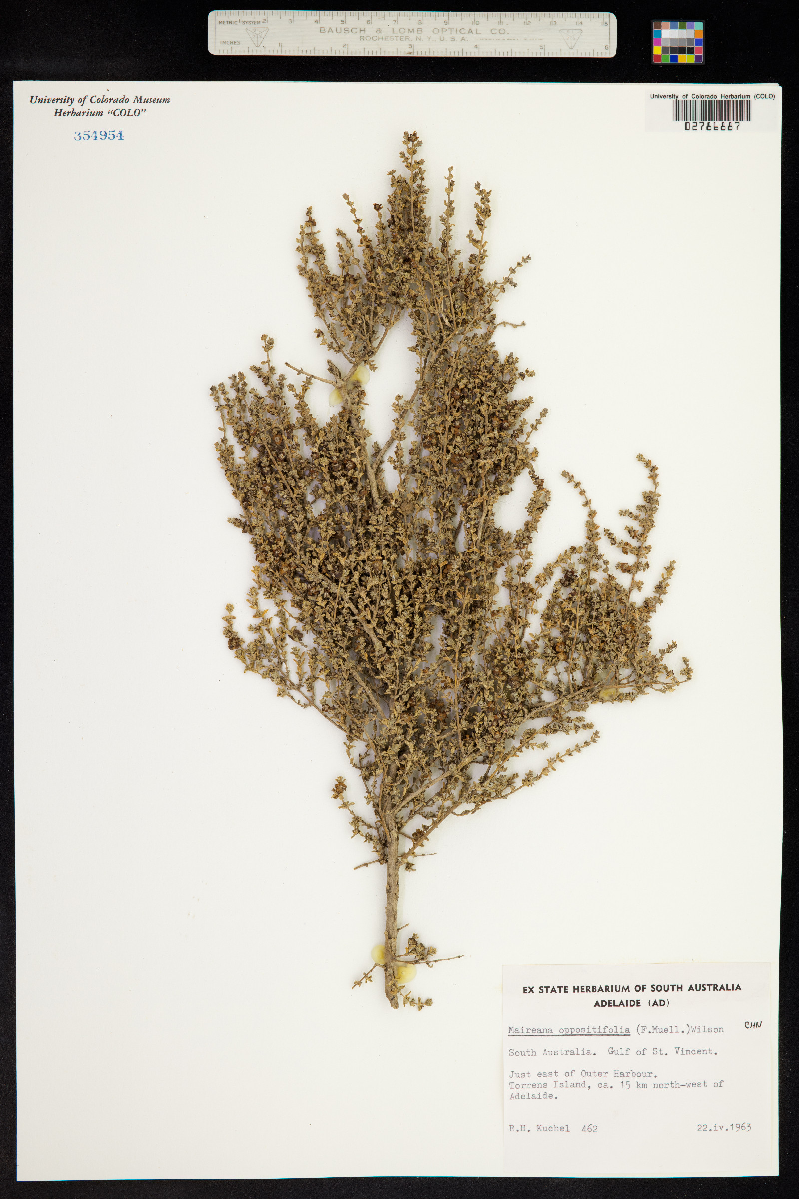 Maireana oppositifolia image