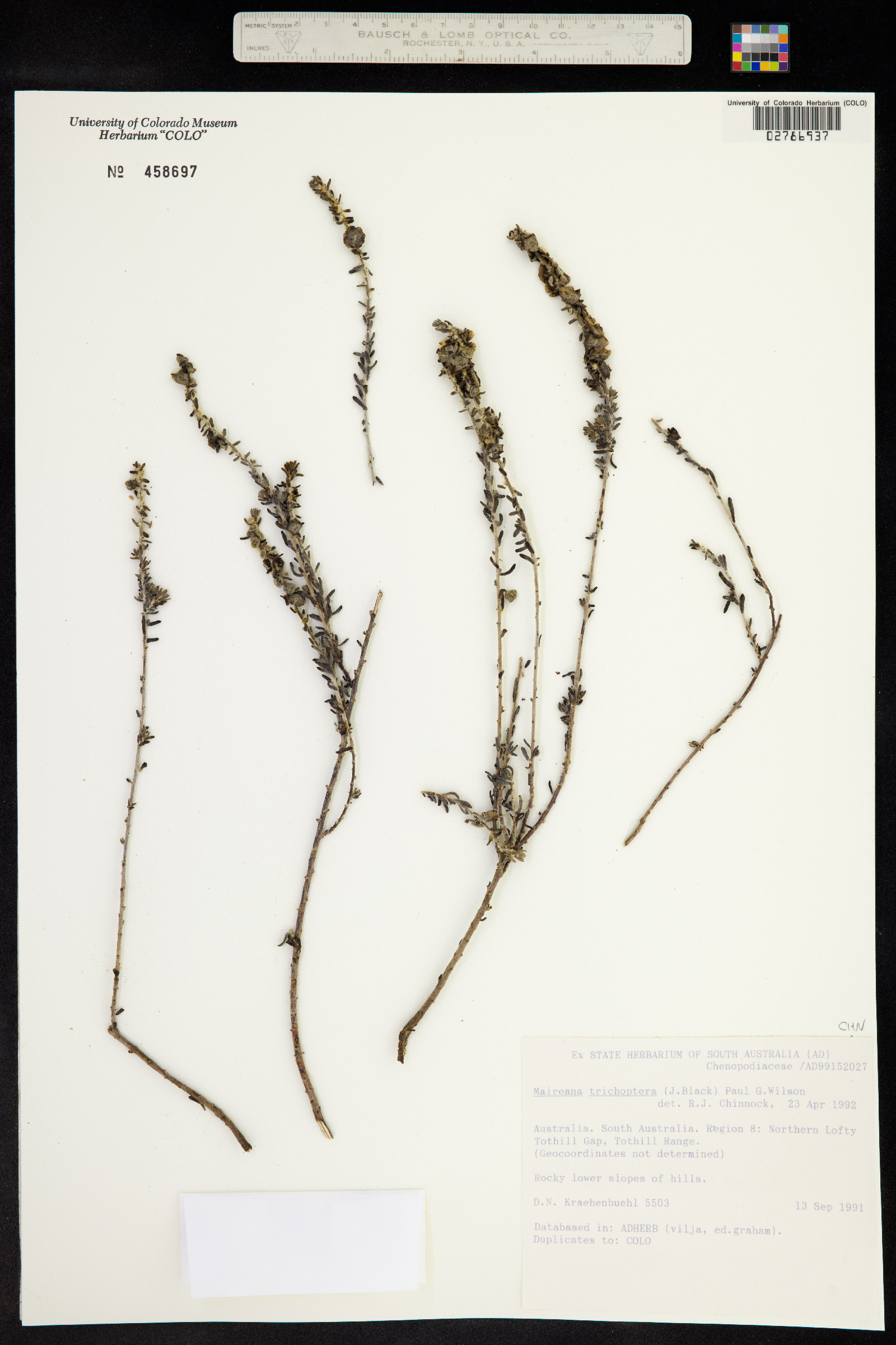 Maireana trichoptera image