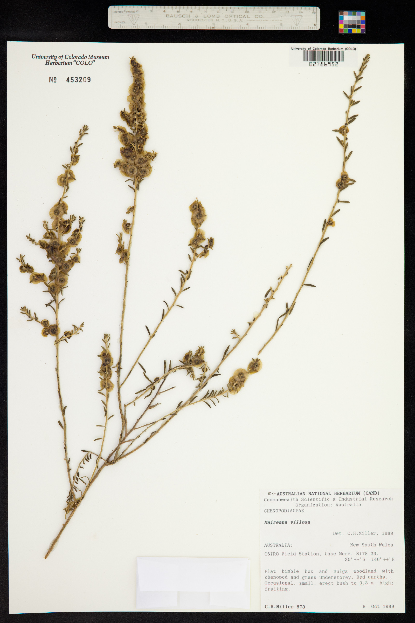 Maireana villosa image