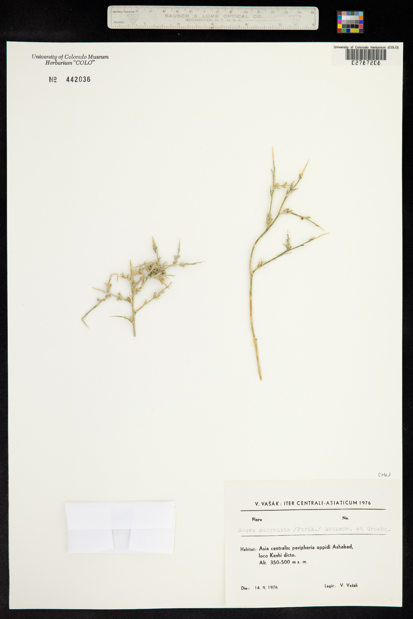 Noaea image